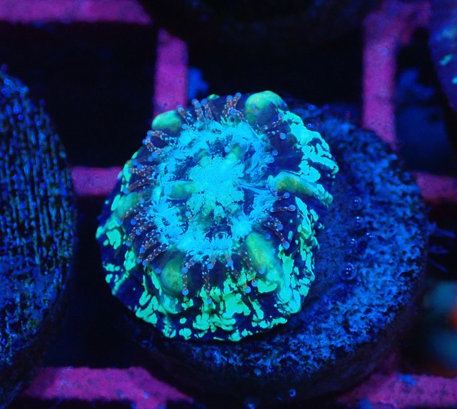 Scolymia Baby "Unique" 5