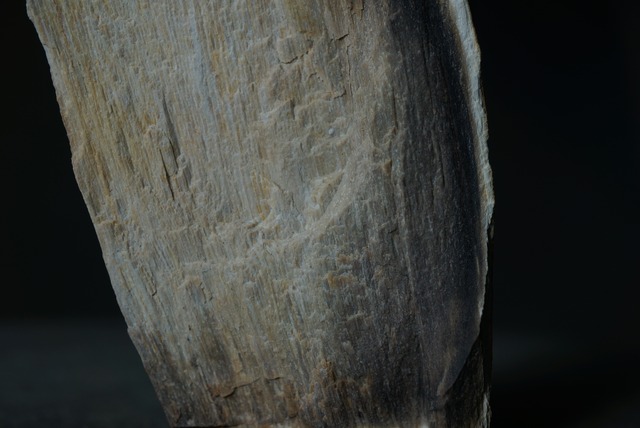 岐阜県産珪化木 Petrified Wood 1549