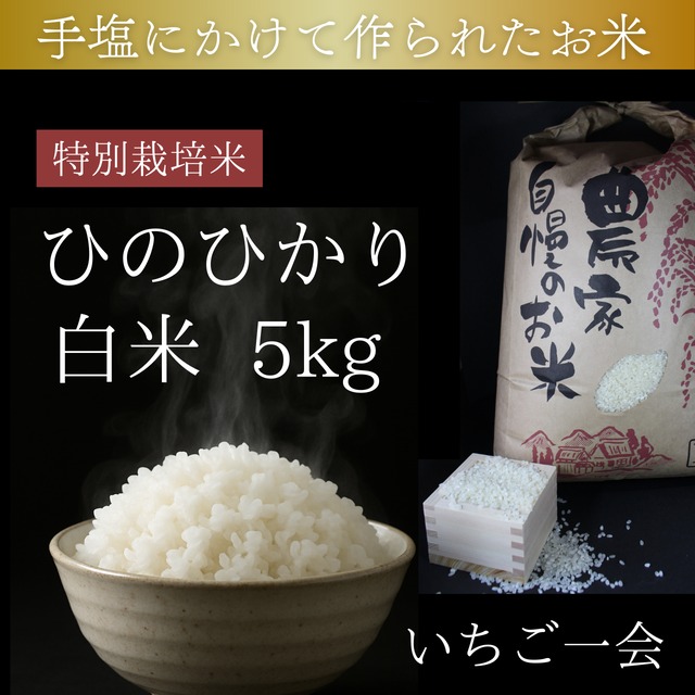 特別栽培米【新米】ひのひかり　白米　5kg【いちご一会】