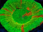 Scolymia Gold