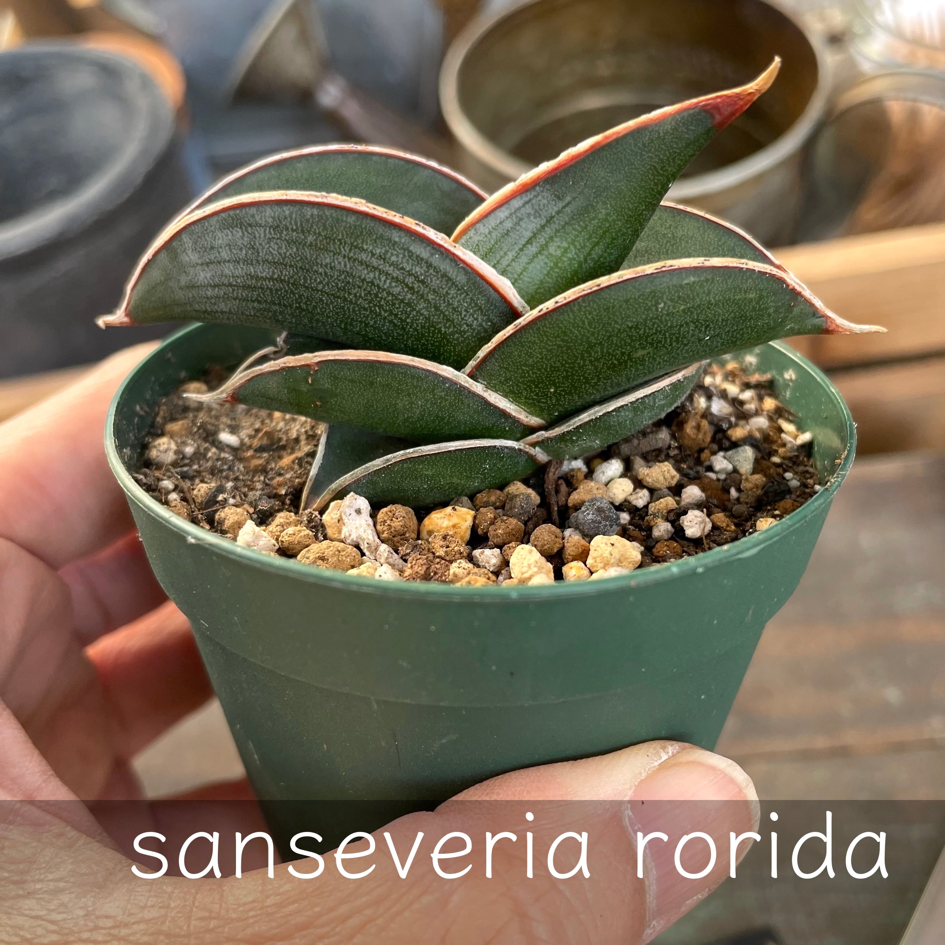 EMP サンセベリア スリ パトゥム Sri pathum / SA350 EMP サンセベリア スリ パトゥム Sri pathum / SA350 EMP サンセベリア