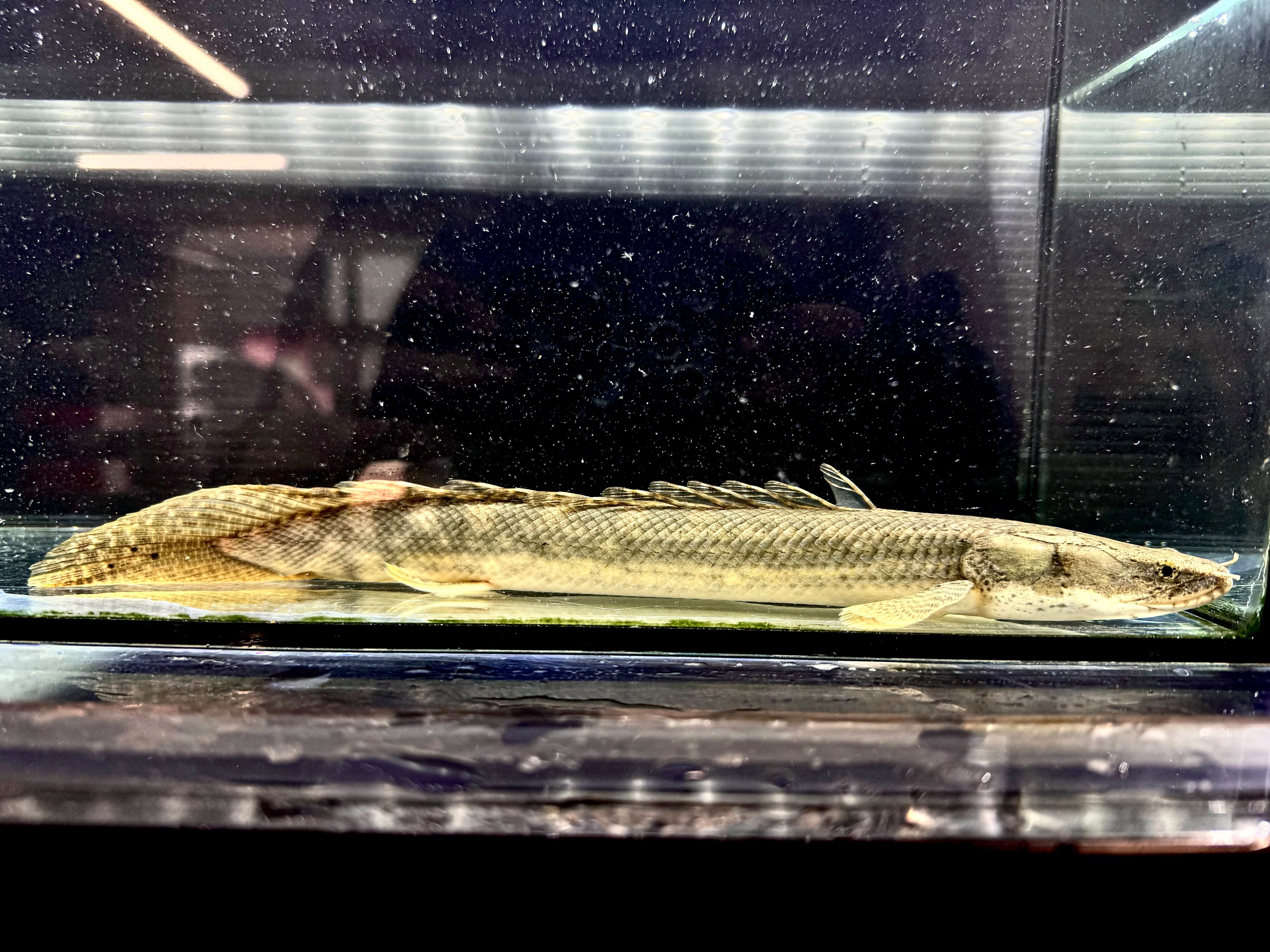 直輸入】シンチャドビキール(バタ・デ・ライリ川産])40up②40cm