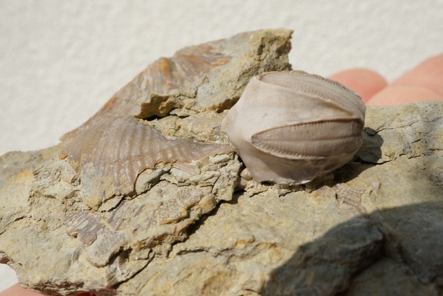 ウミツボミ / スピリフェリナ化石  Pentremites sp. / Spiriferina