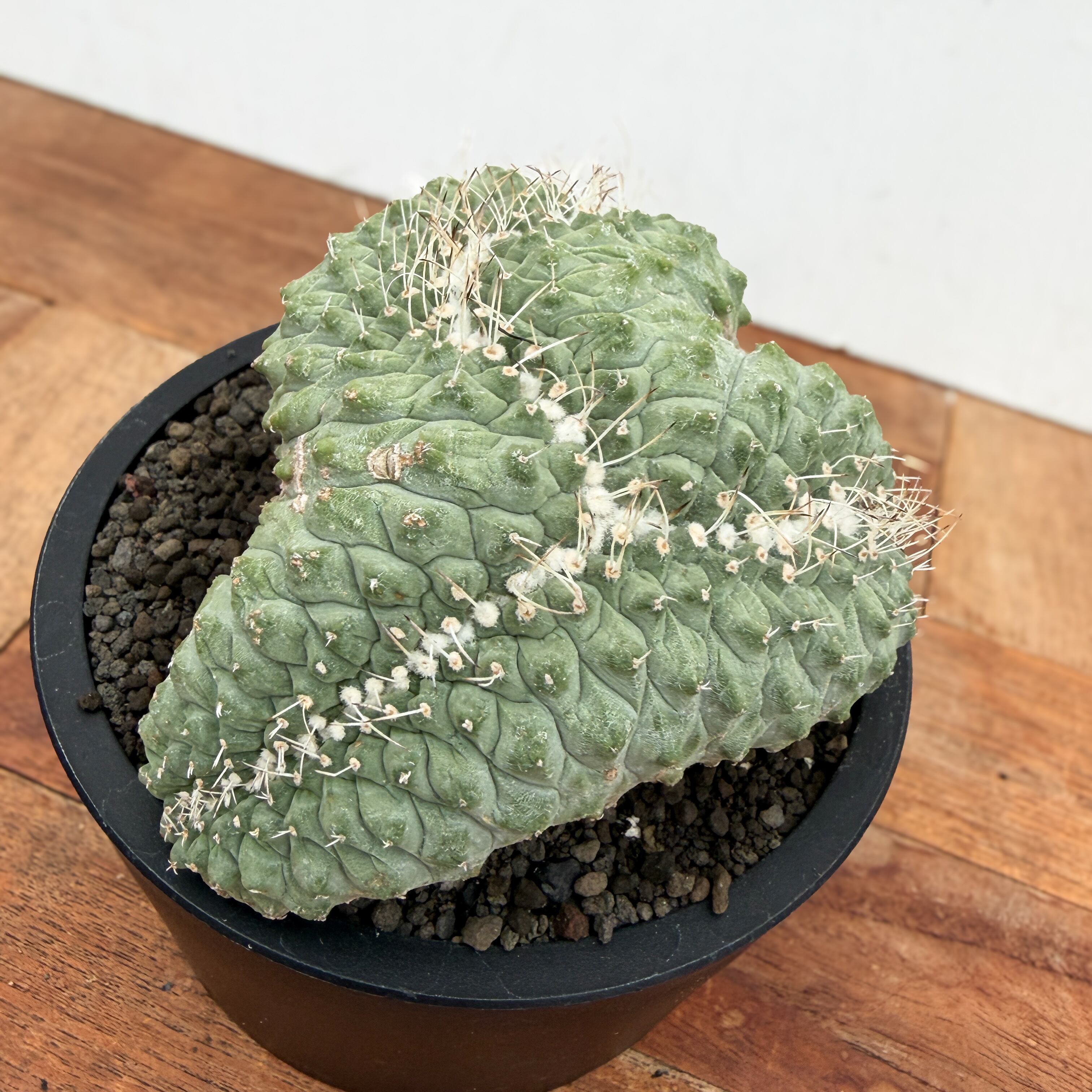 Storombocactus disciformis【ストロンボカクタス・菊水綴化
