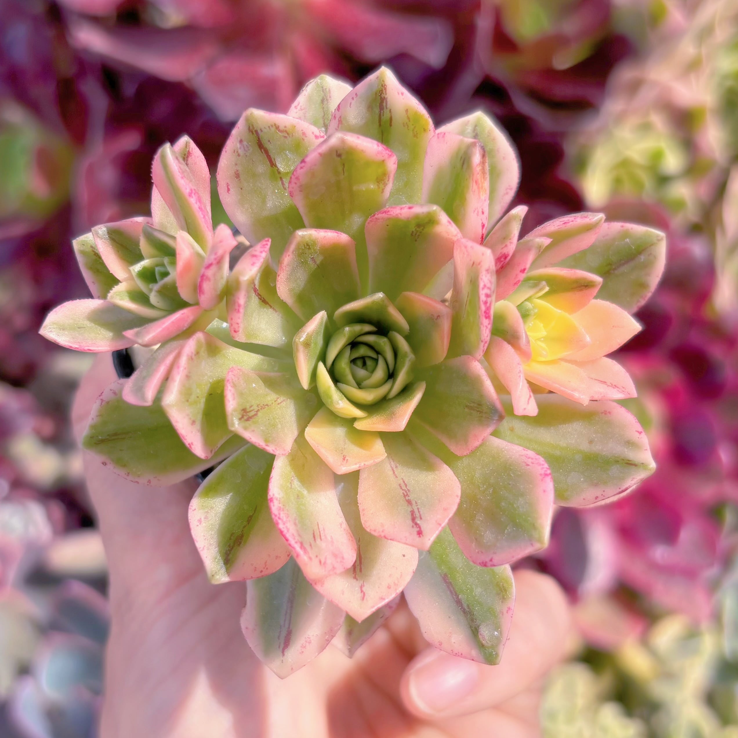 現品　sweet tea#727　るる農園