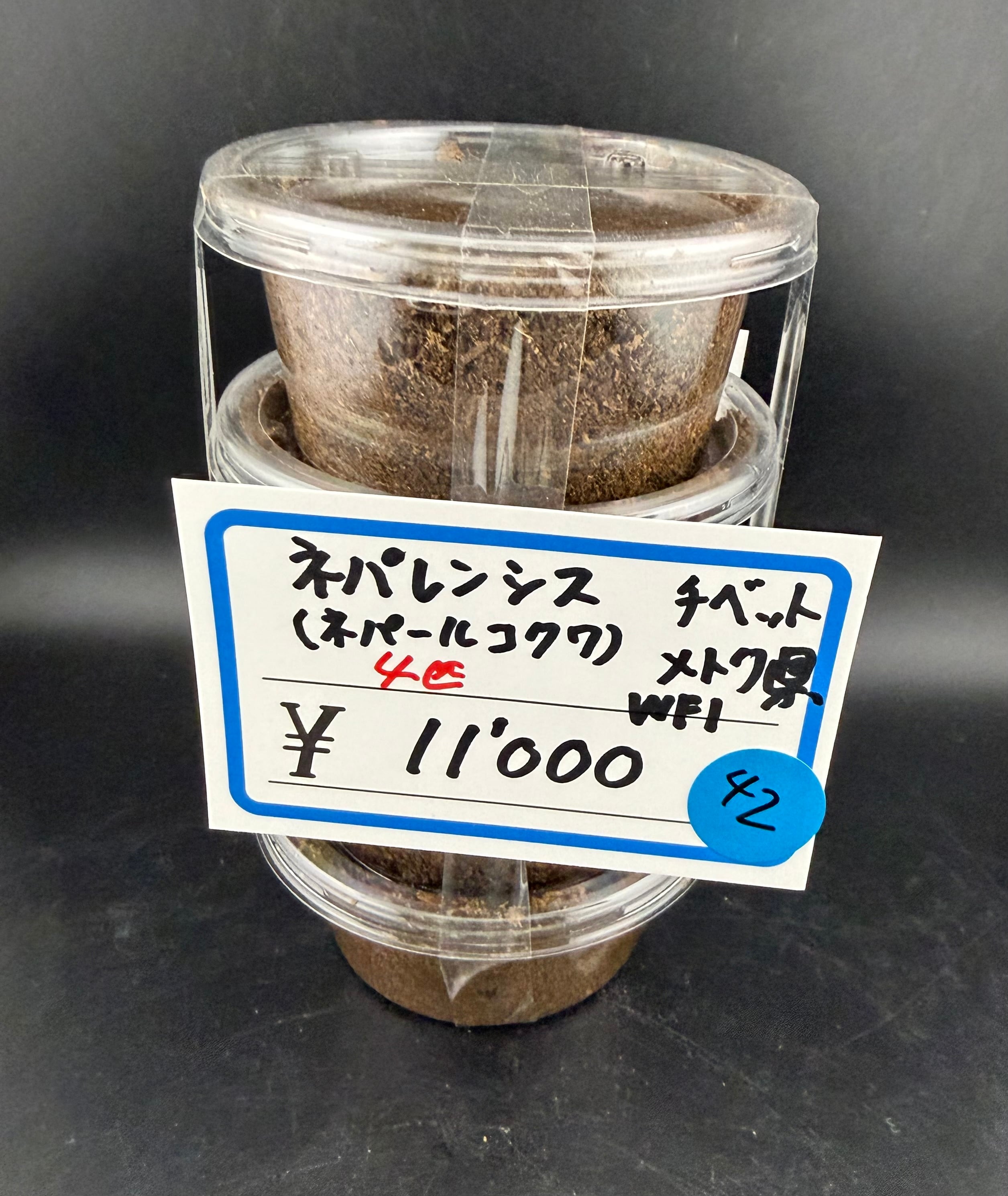 WF1】《ネパレンシス ssp. メトク産 幼虫4頭セット》たまん氏委託個体