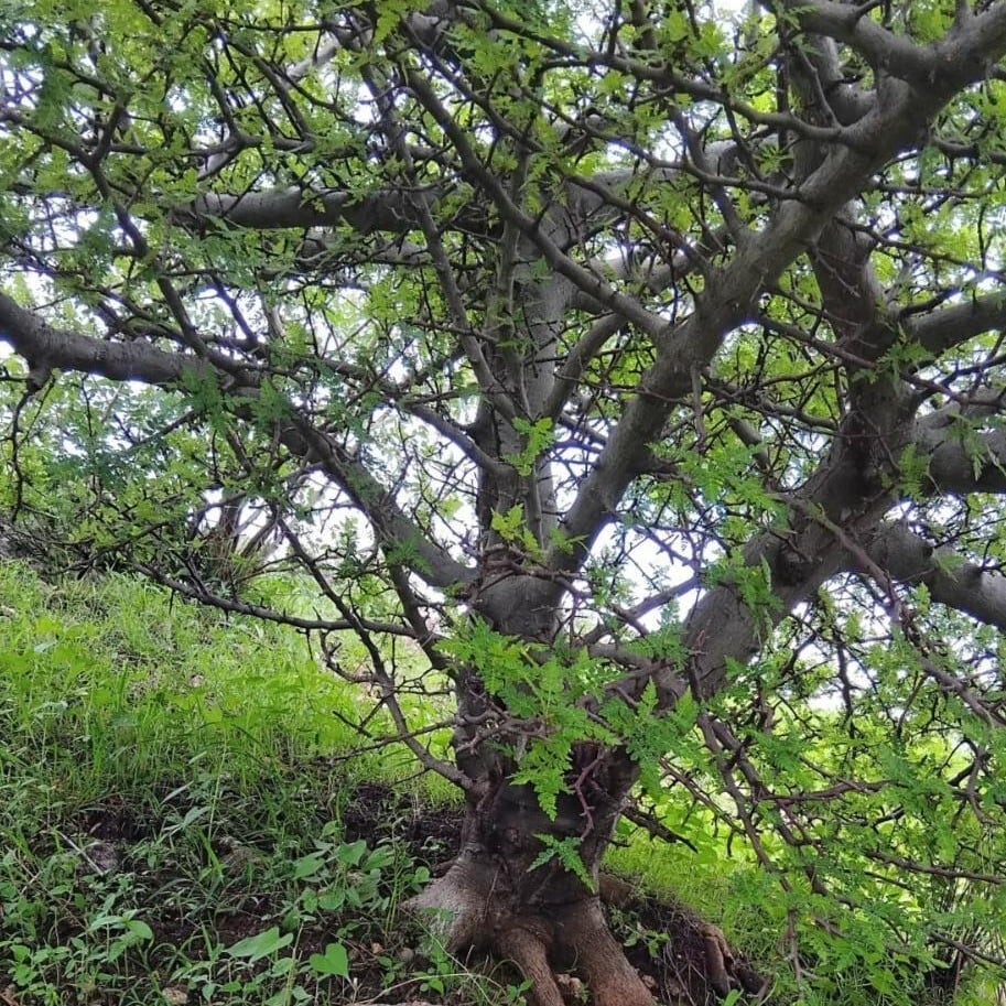 種子】[2026.07入荷] Bursera diversifolia(ブルセラ・ディベルシ