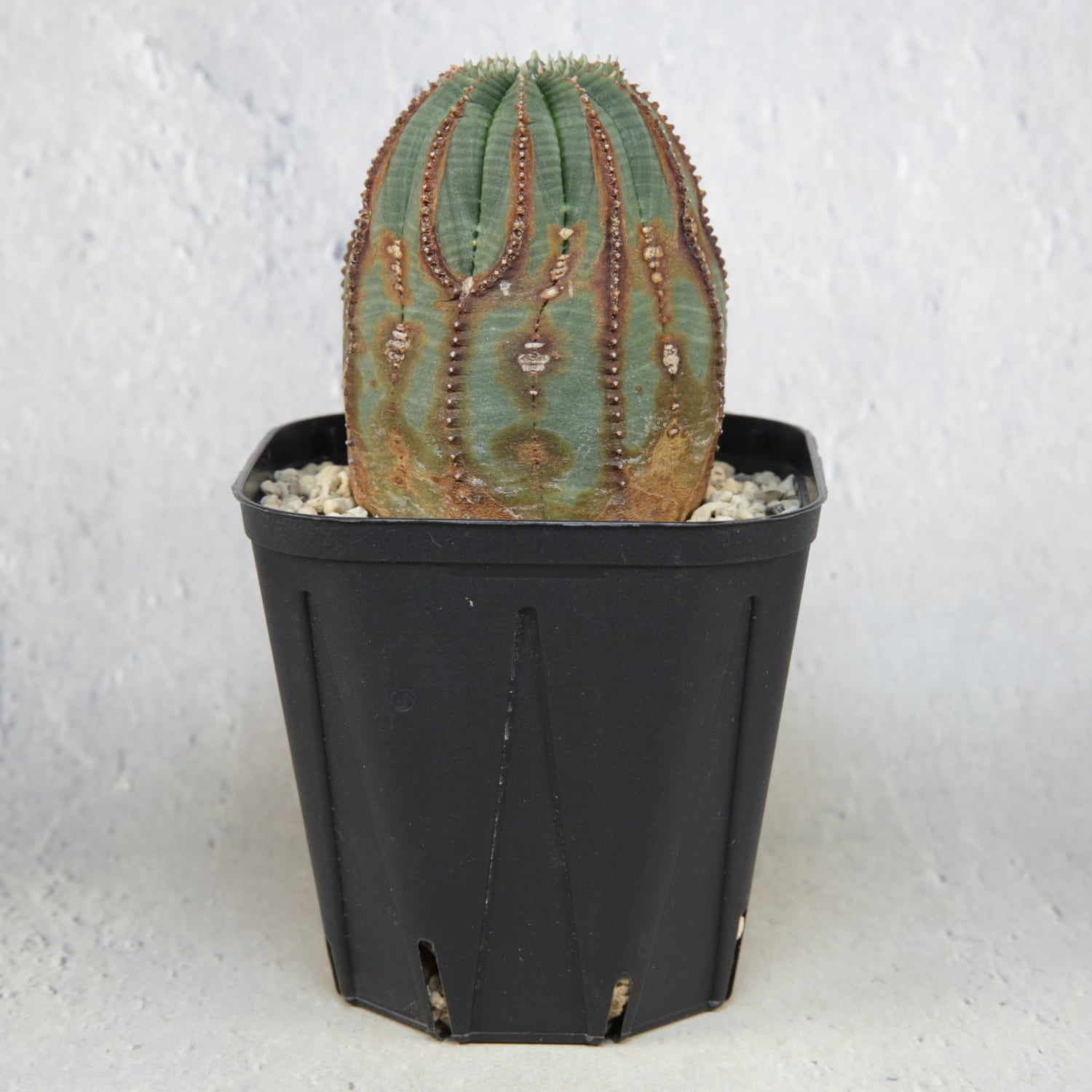 超複稜 12稜 美模様 木質化 オベサ / ユーフォルビア | LIGHTHOUSE