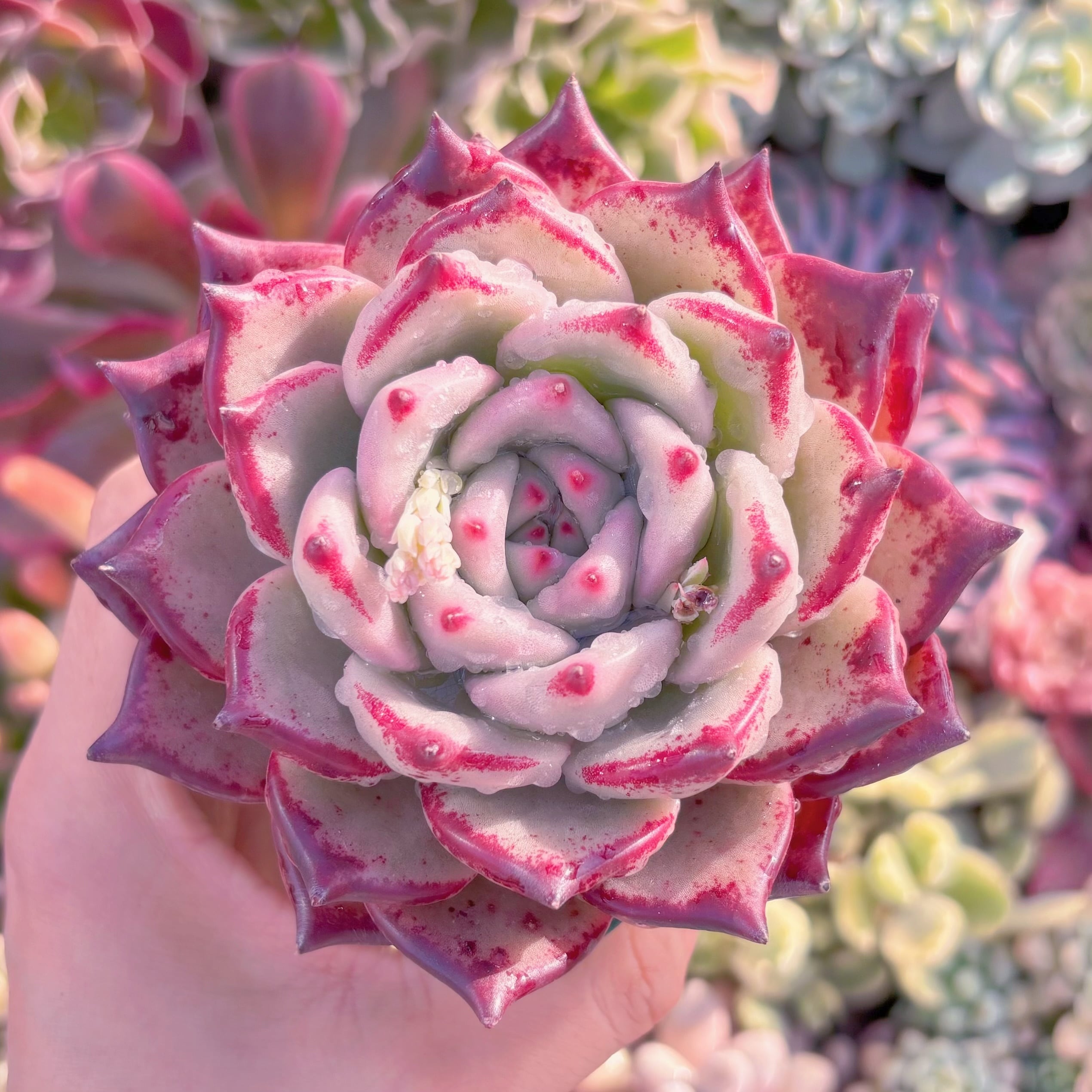 現品　ロメオxマリア#679　新入荷　大苗　るる農園