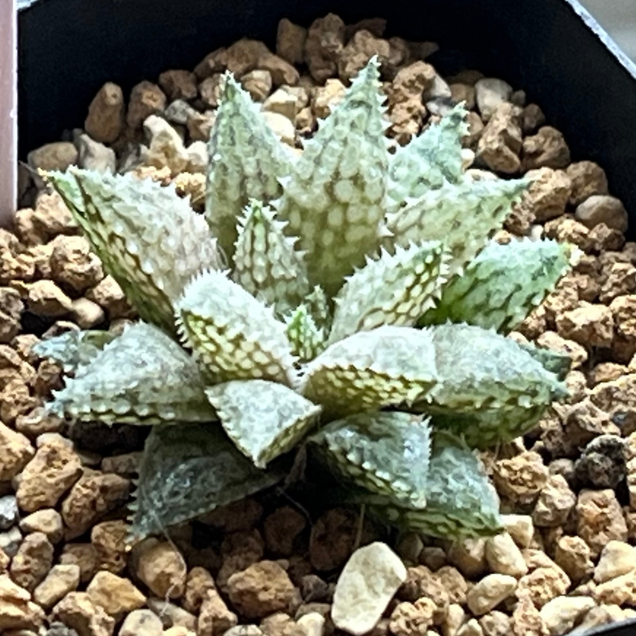 ハオルチア スターズフェアリー | mocono_plants
