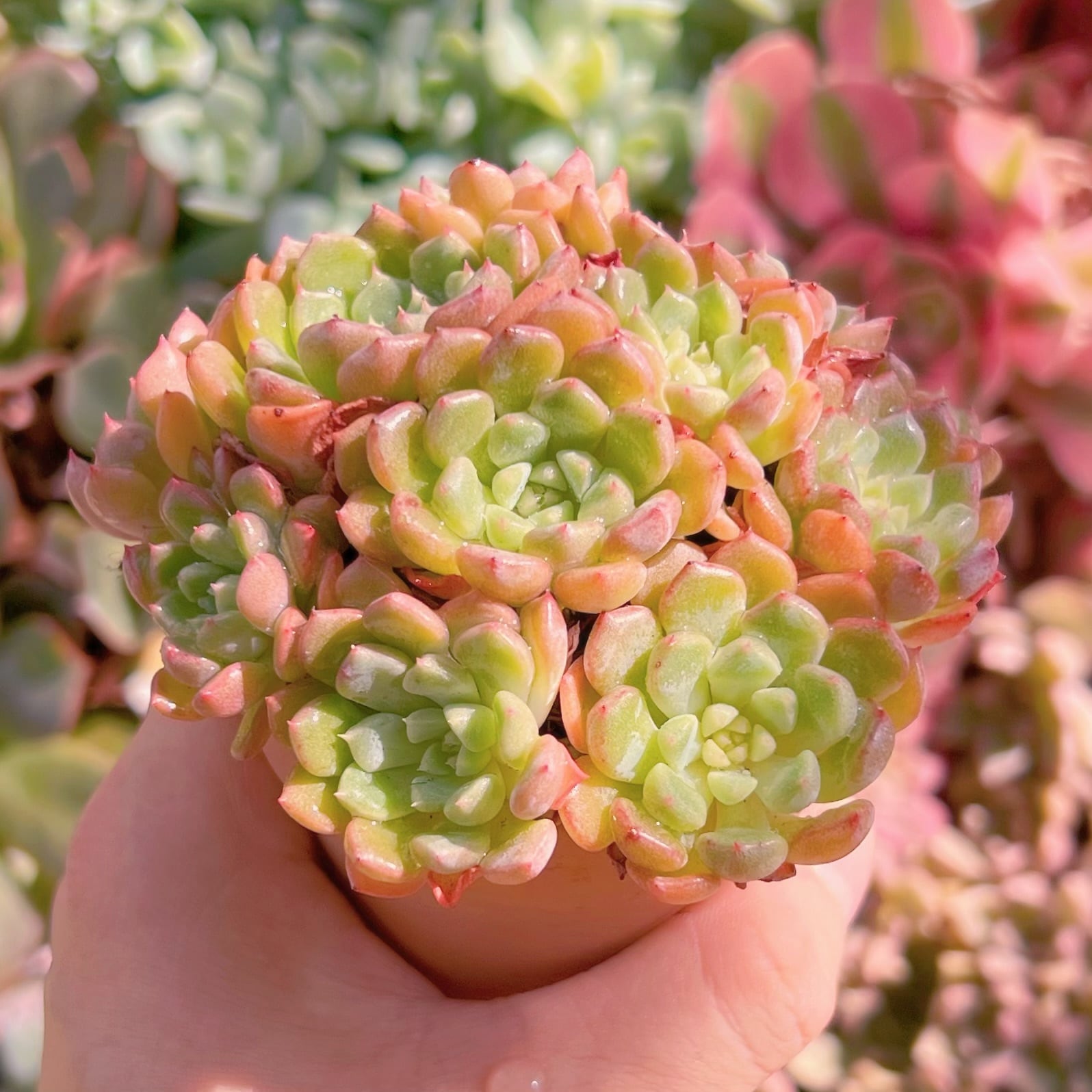 多肉植物 ピンクバブル 群生 新入荷 るる農園 | るる農園~多肉植物専門