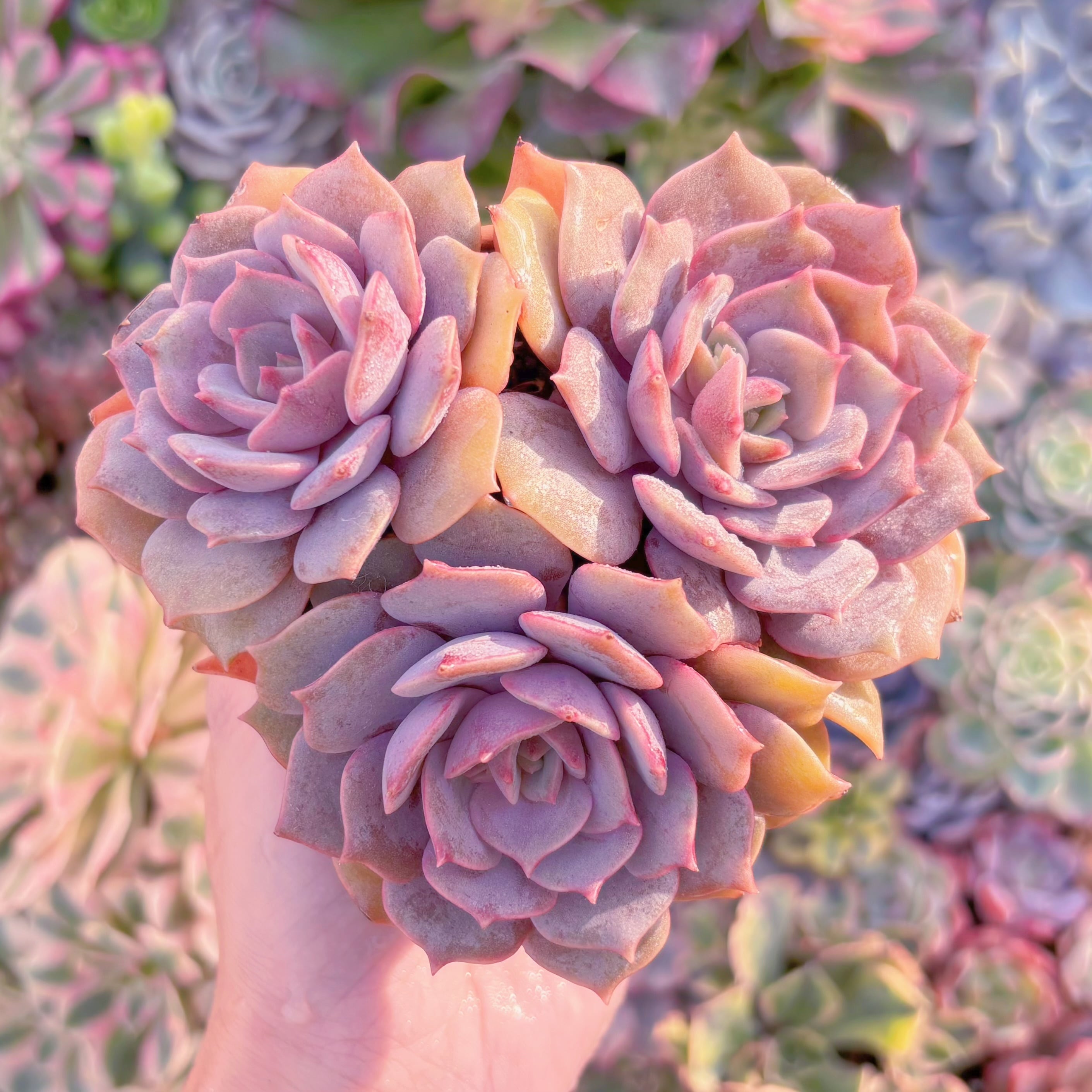 現品　紫姫#F019　群生　新入荷　るる農園