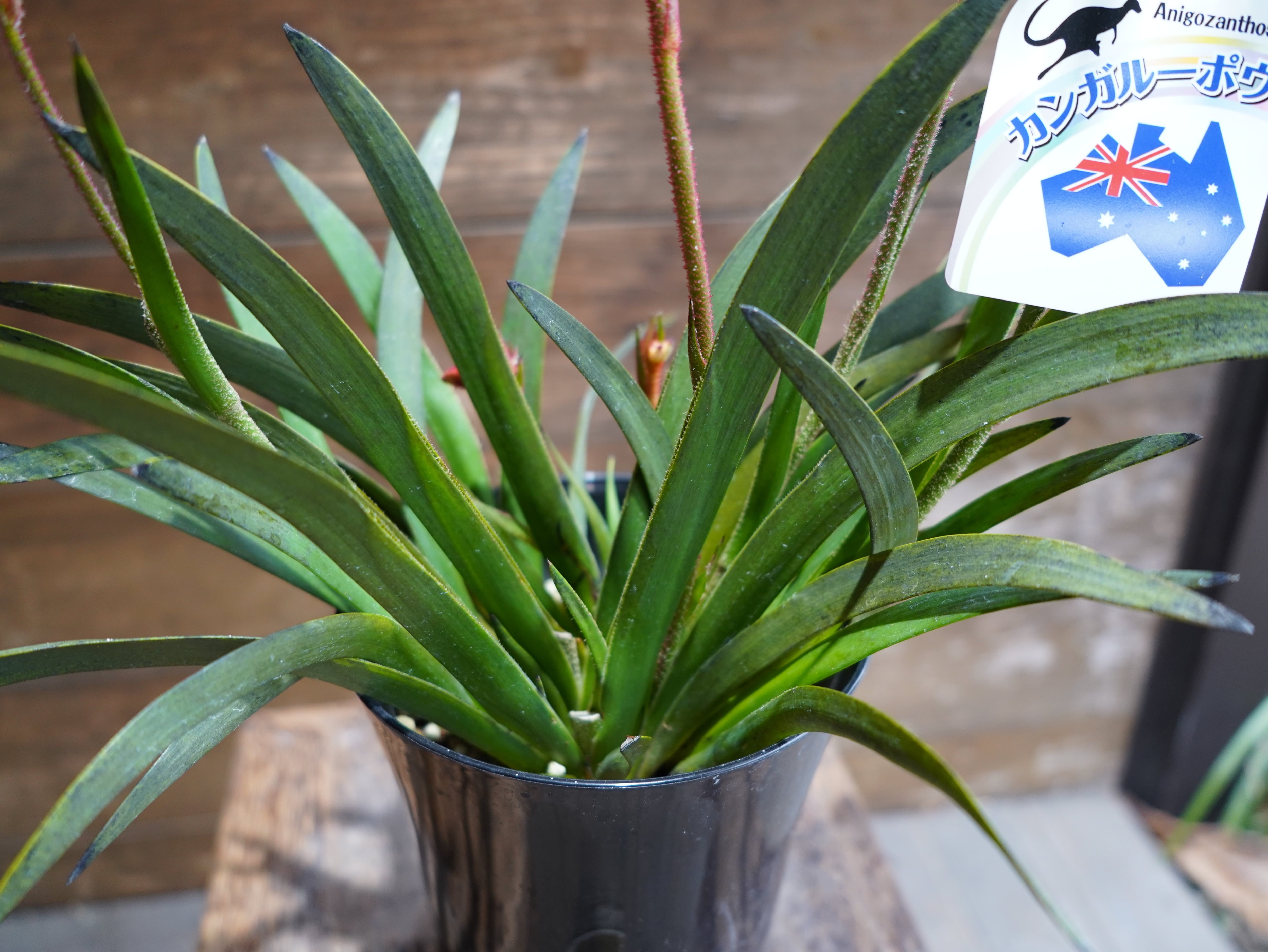 【現物】カンガルーポー（イエロー、オレンジ）