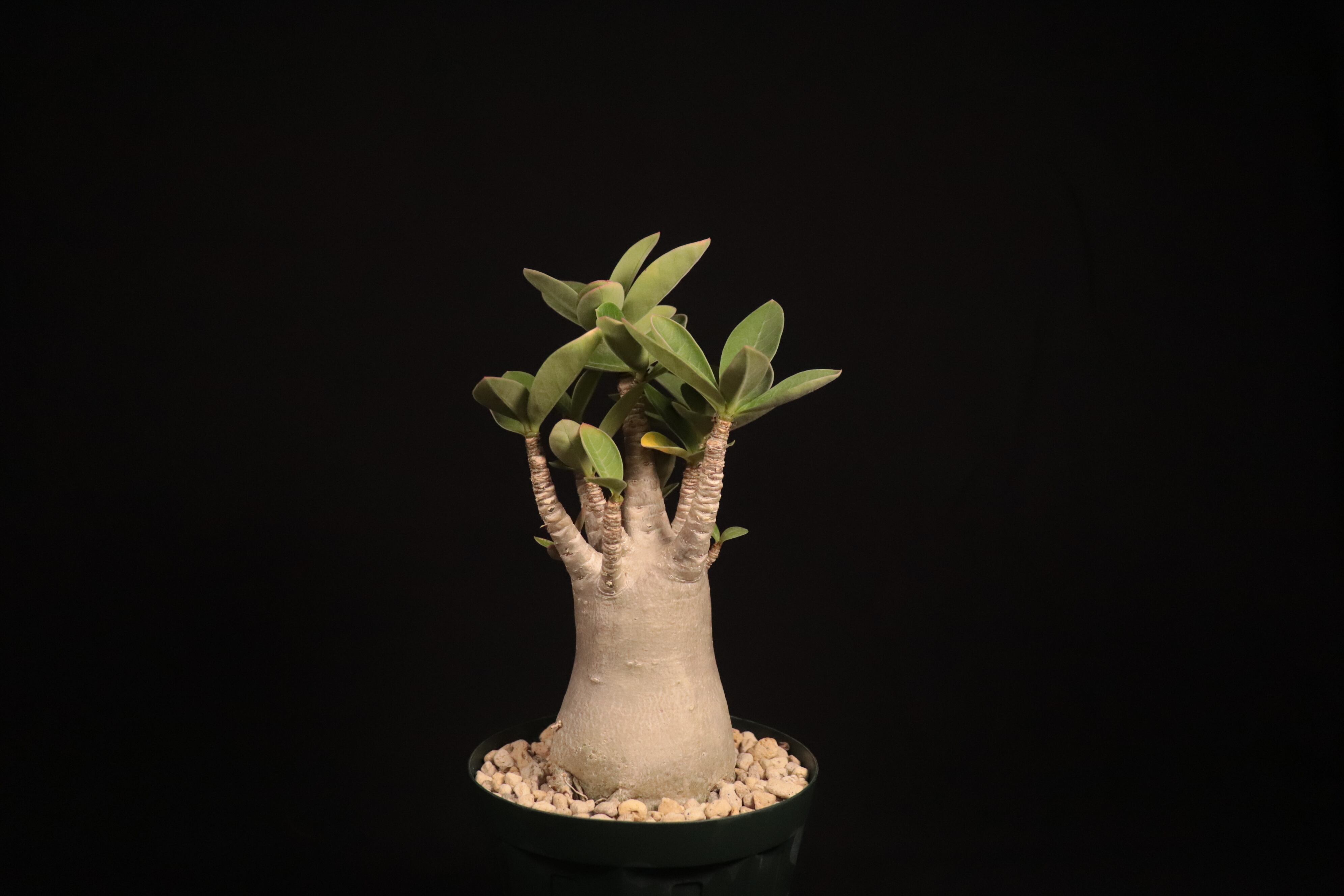 2 真っ黒 Adenium arabicum black skin アデニウム アラビカム