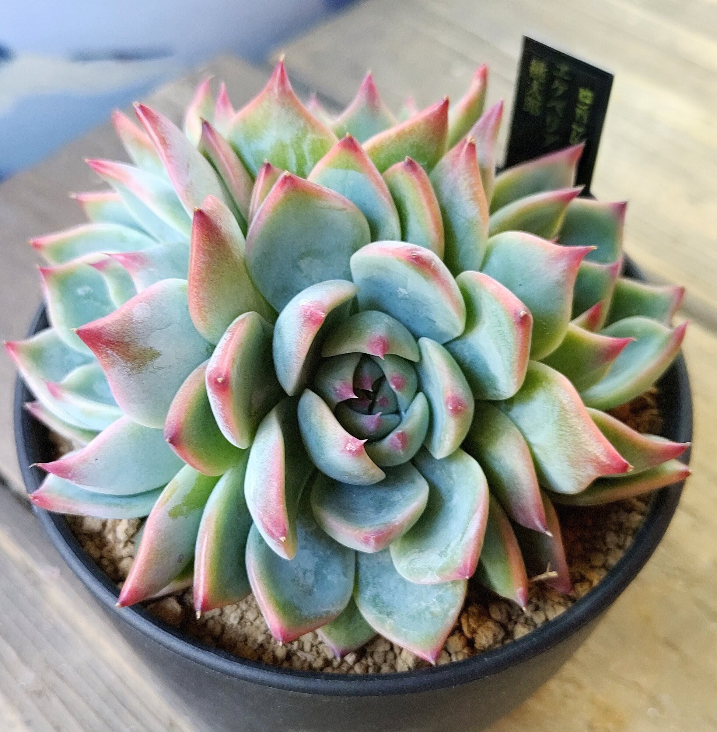 T)アガベ チタノタ 鬼爪(夏型) | RuPo 多肉植物専門店