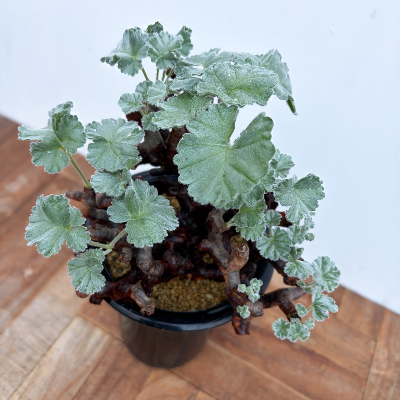Pelargonium mirabile【ぺラルゴニウム・ミラビレ】