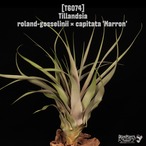 [reserved] Tillandsia roland-gosselinii  × capitata 'Marron' 〔ティランジア〕T6074