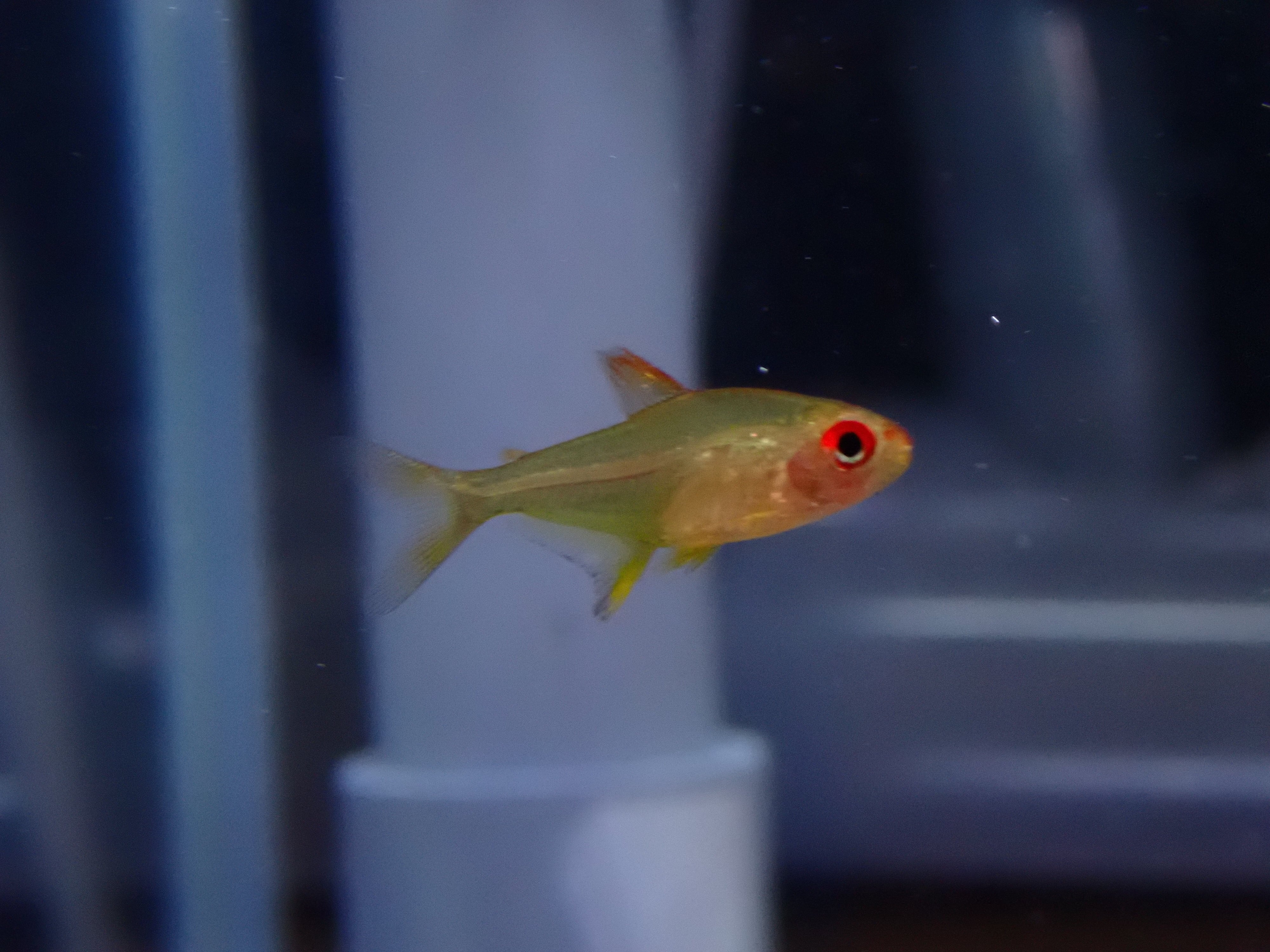 スーパーレモンテトラ