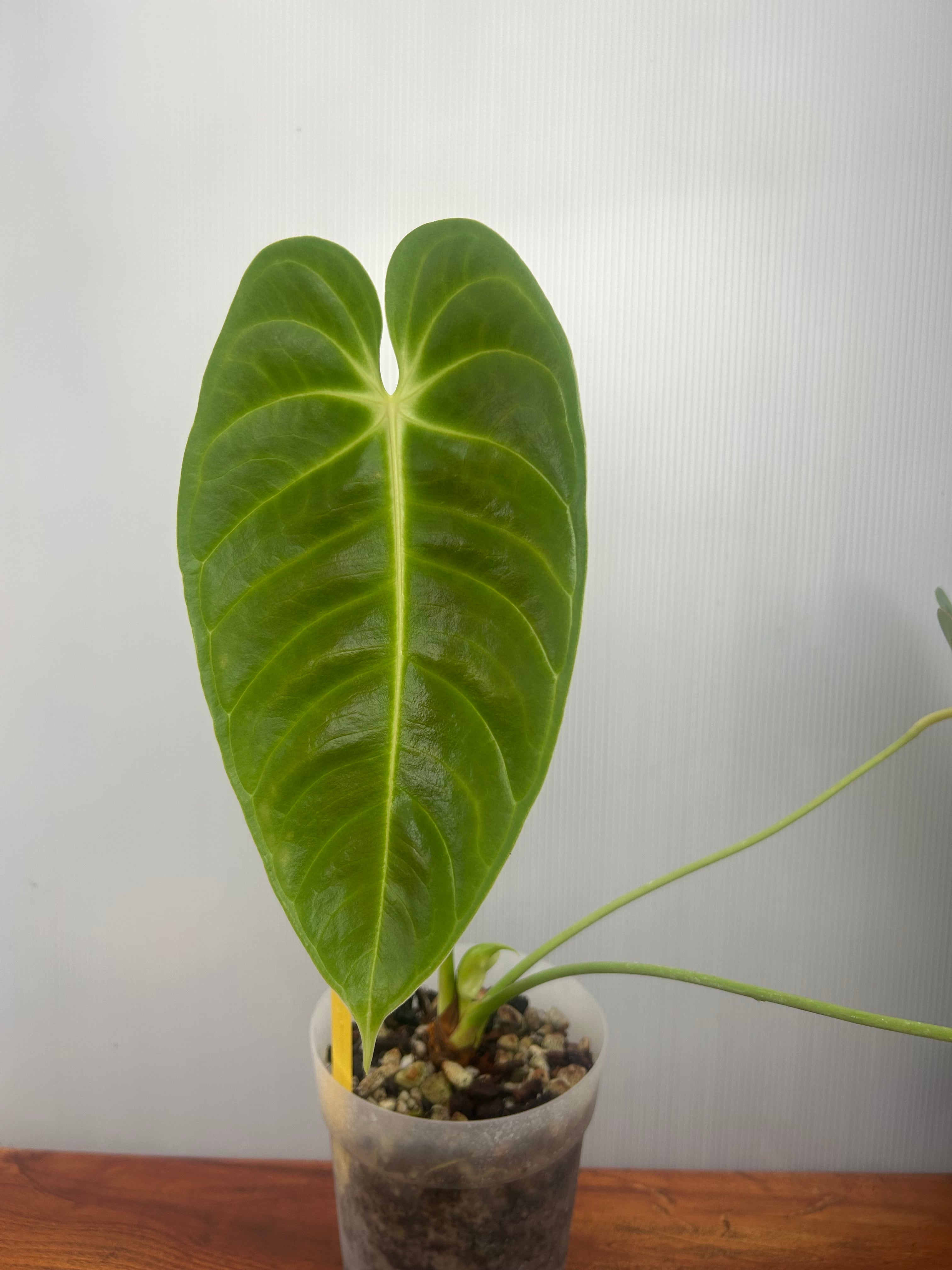 Anthurium | BA PLants
