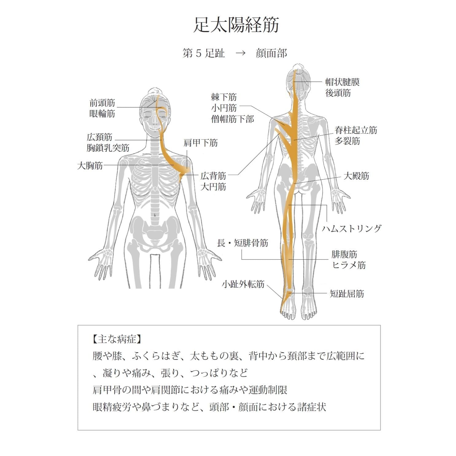 筋膜リリースアドバイザー資格認定講座（mano BALL有り） | HOLISTIC