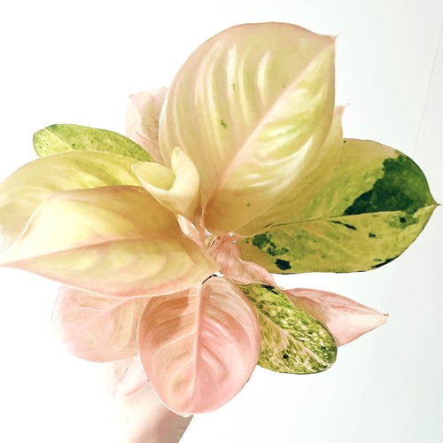 アグラオネマ トリカラー 観葉植物 calm cafe