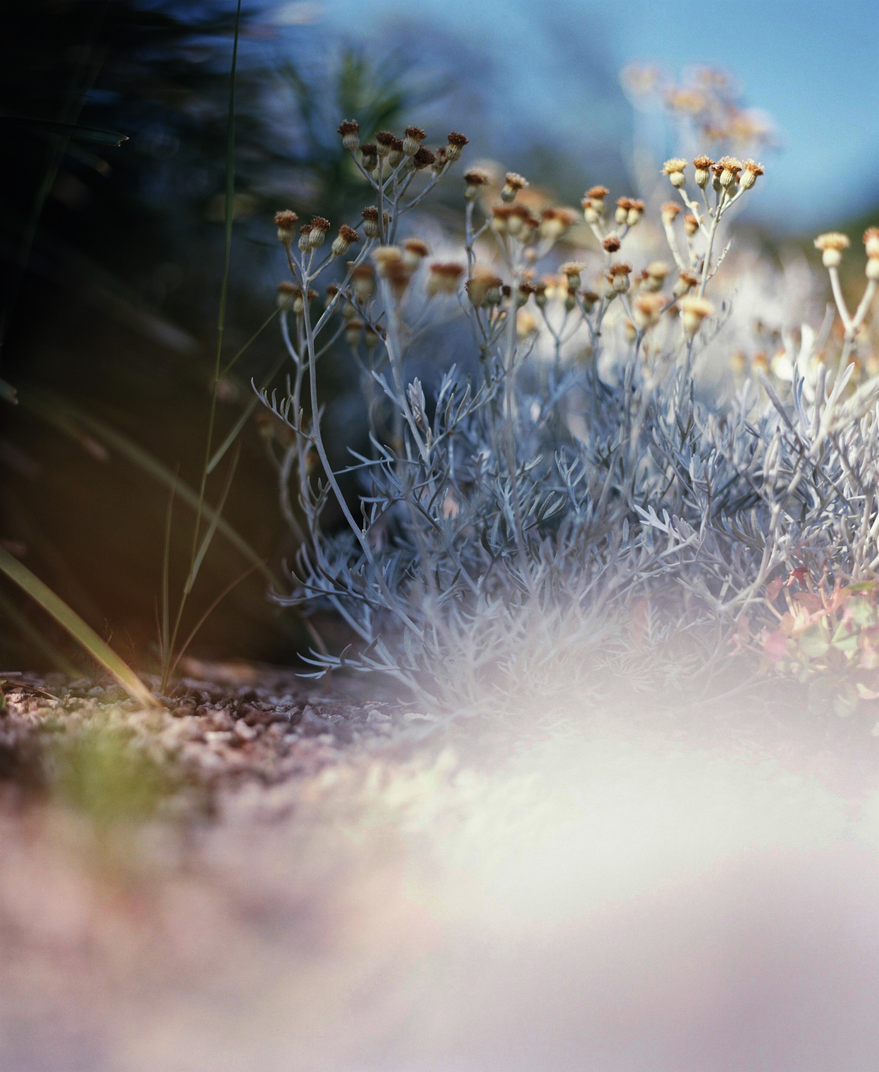 残間奈津子(写真)シルバーリーフ (植物・大全紙サイズ ⑤)