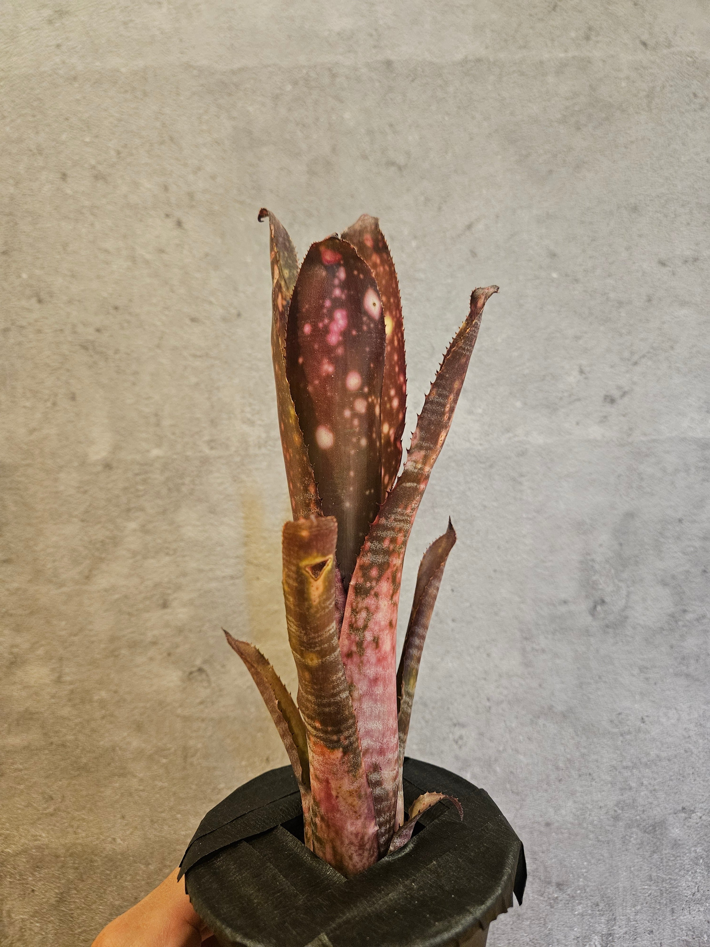 Billbergia Hybrid 【artPLANTs/PLANTS GARAGE 】ビルベルギア/タンク