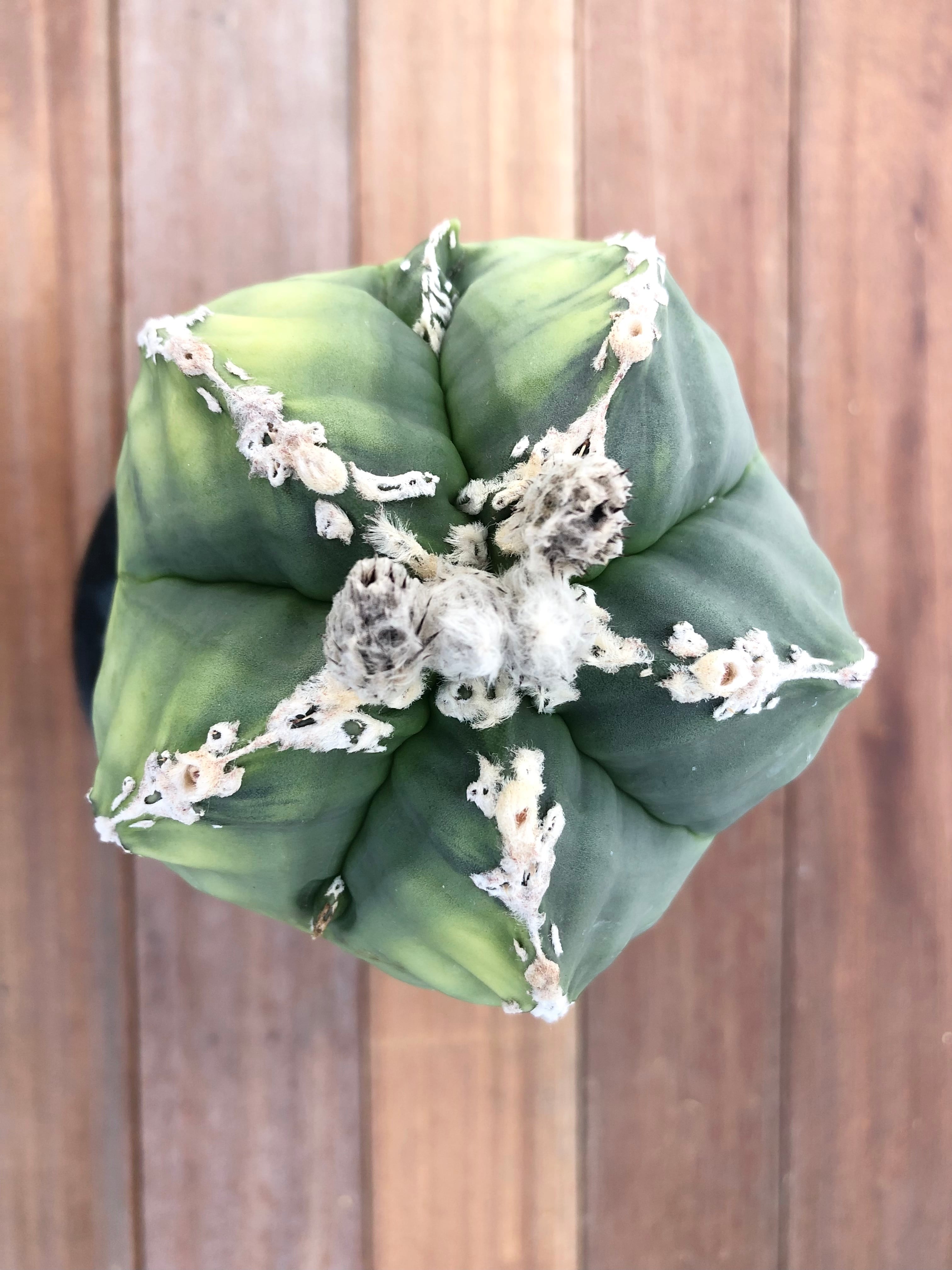 Astrophytum アストロフィツム ランポー玉 斑入り サボテン | plants