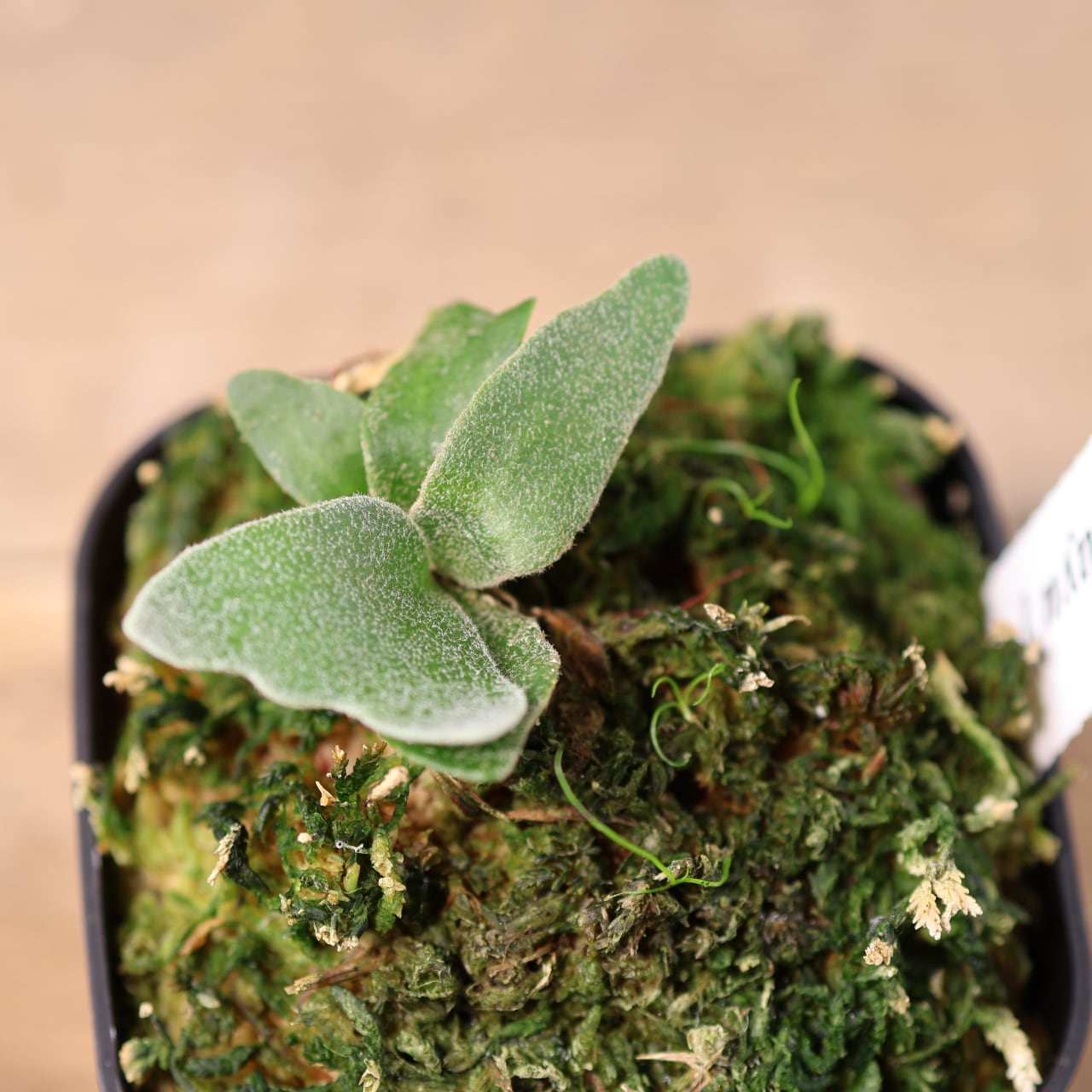 700『ビカクシダ ウィリンキー Masayu TC』 観葉植物【送料無料