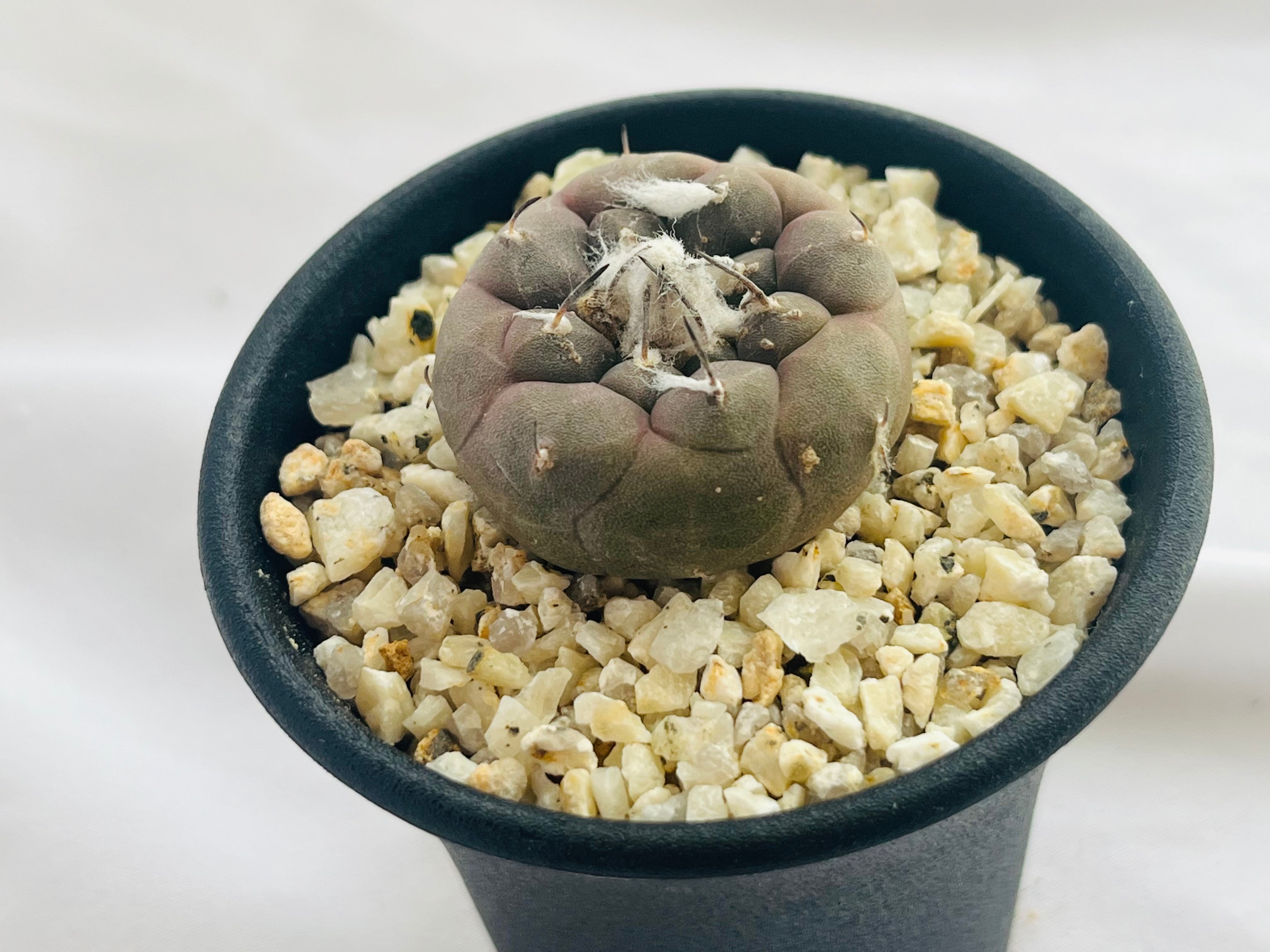 Turbinicarpus jauernigii ツルビニカルプス ハウエルニギー サボテン