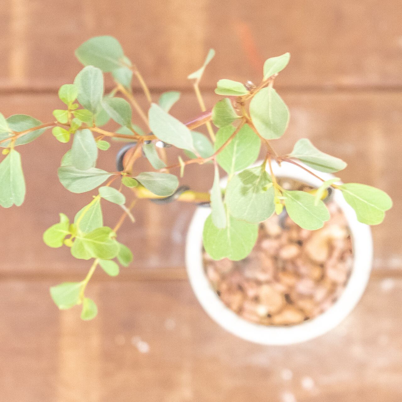 ユーカリ・ポポラス|曲線美あふれる枝ぶりと可愛らしい丸葉が魅力 盆栽屋仕立ての一点物【手づくりモルタル鉢】