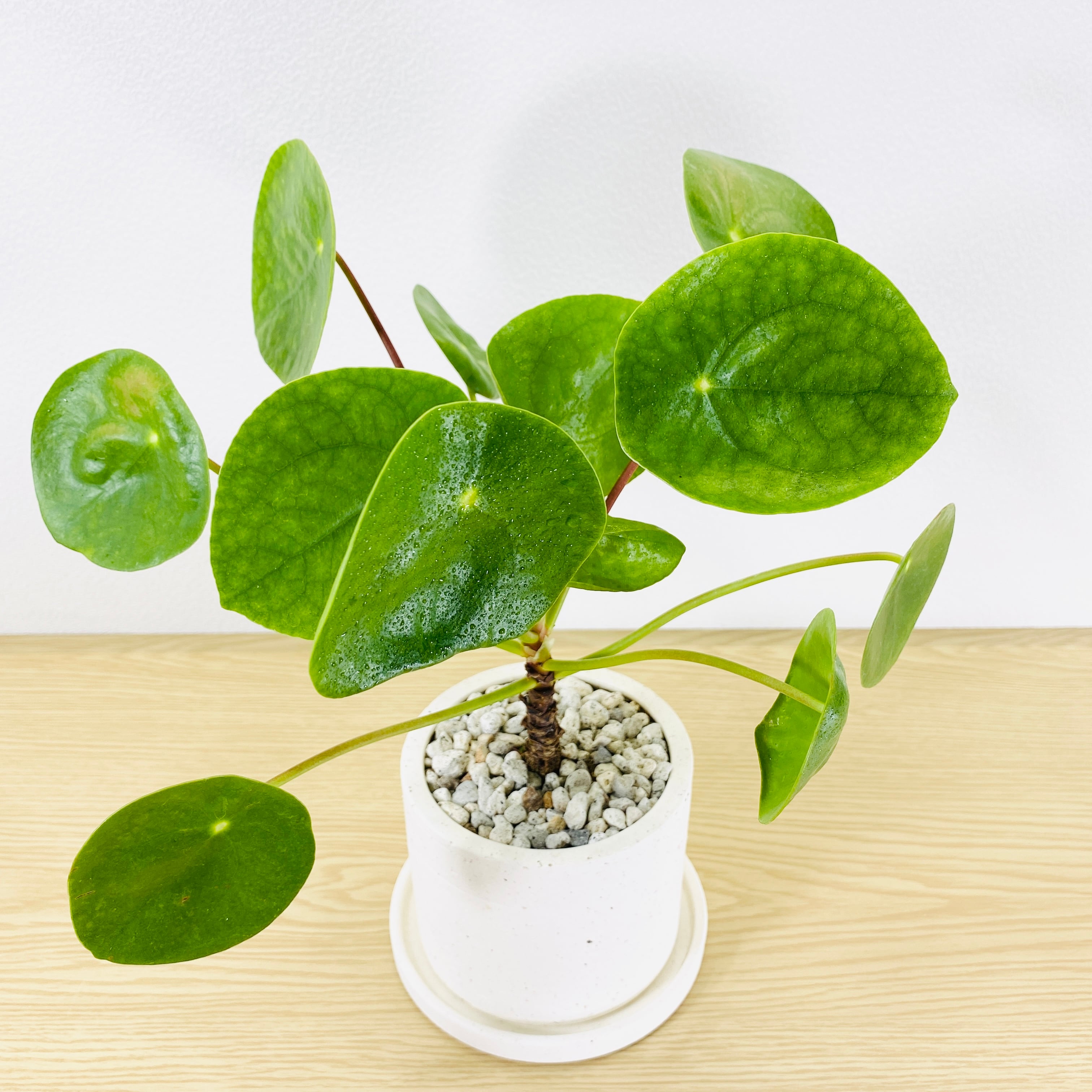 ピレア•ペペロミオイデス [観葉植物・1点もの] | Herbree・観葉植物の通販