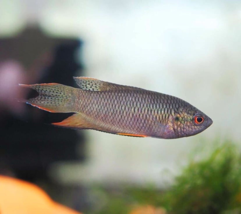 パラノイア　パフィッシュⅡ パラノイア パフィッシュⅡ 【公式通販】