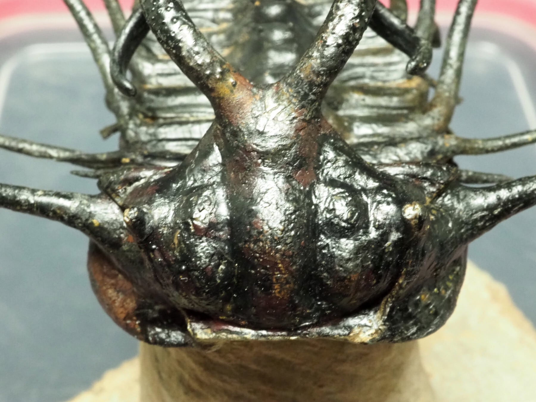 大型！スーパー極上品！三葉虫【Dicranurus monstrosus】モロッコ王