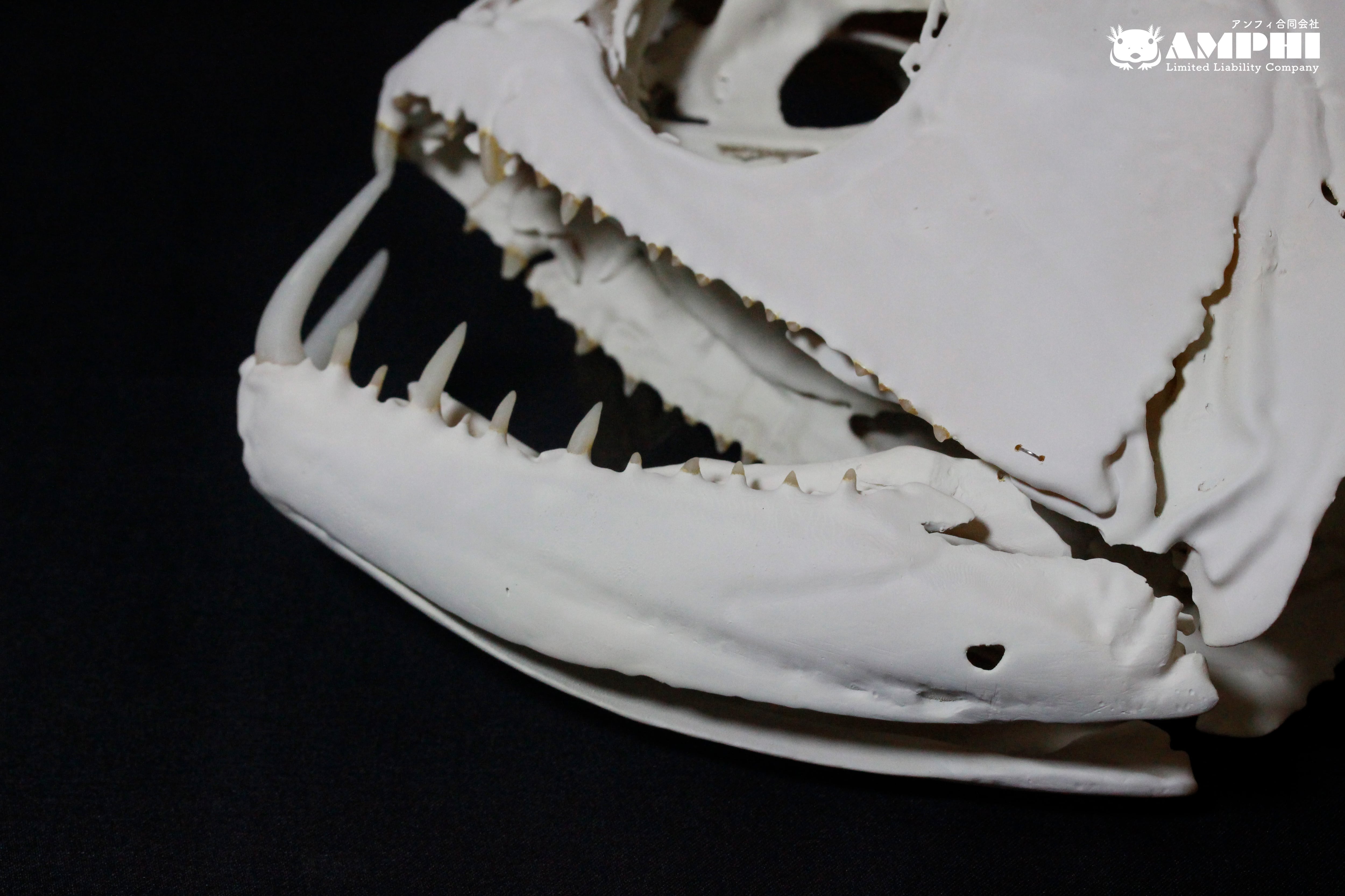 ペーシュ・カショーロ 18cm頭骨レプリカ Payara, 18cm skull replica