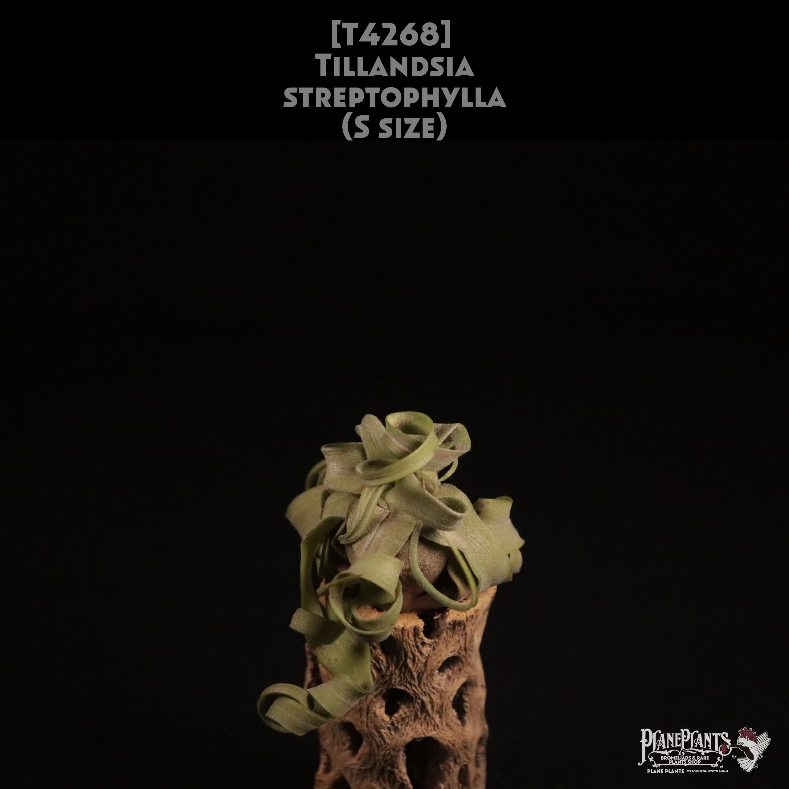 【送料無料】streptophylla S〔エアプランツ〕現品発送T4268