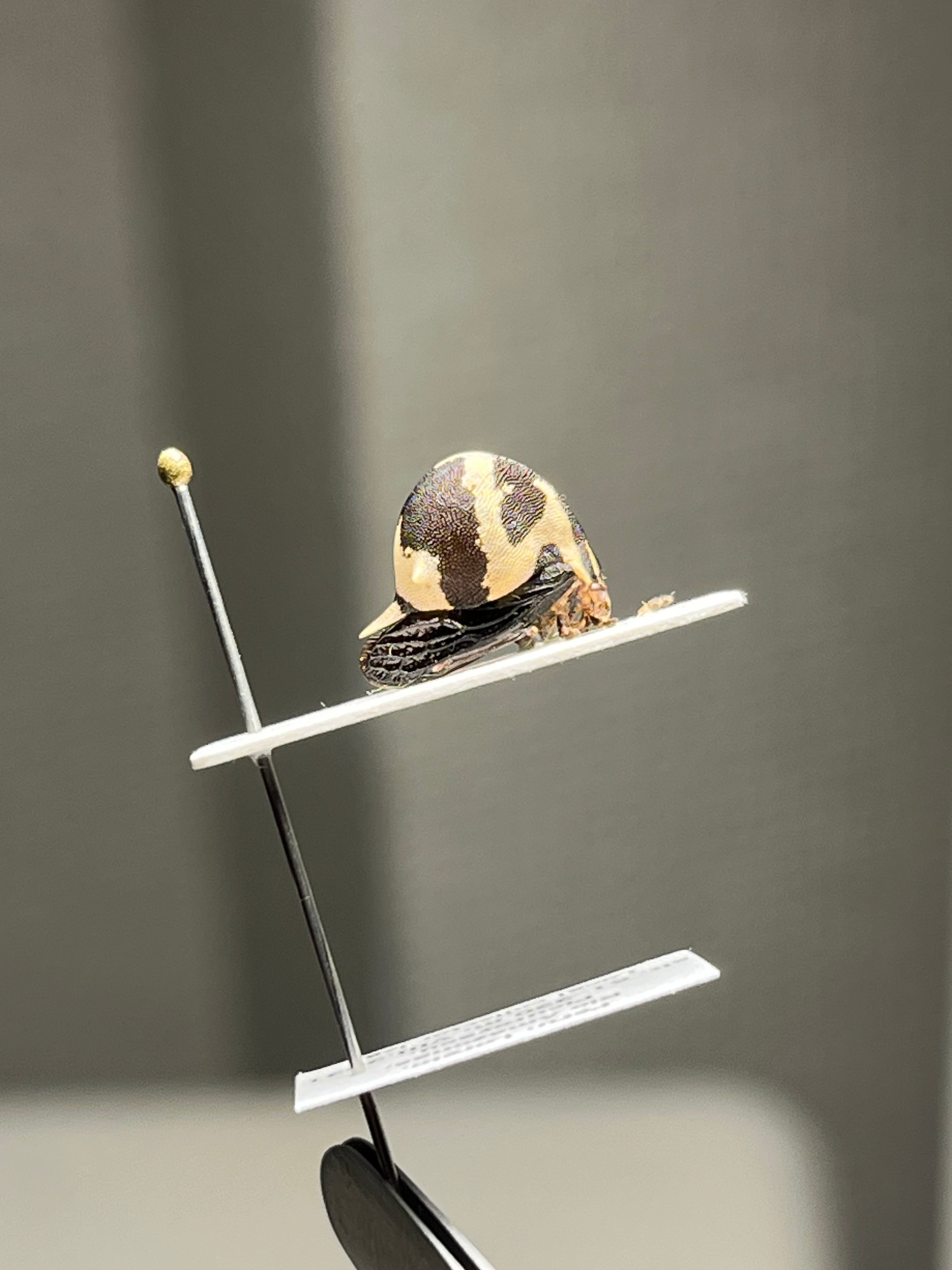 【完璧髑髏】パンダヘルメットツノゼミ Anchistrotus sp.セミ 完璧髑髏】パンダヘルメットツノゼミ Anchistrotus sp.セミ ホタル 蛍