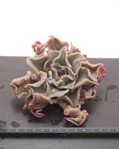 【セットA 巨大株 5種】キャシーズ／マディバ／エボニー 他 ＋ アーバンプランツポット