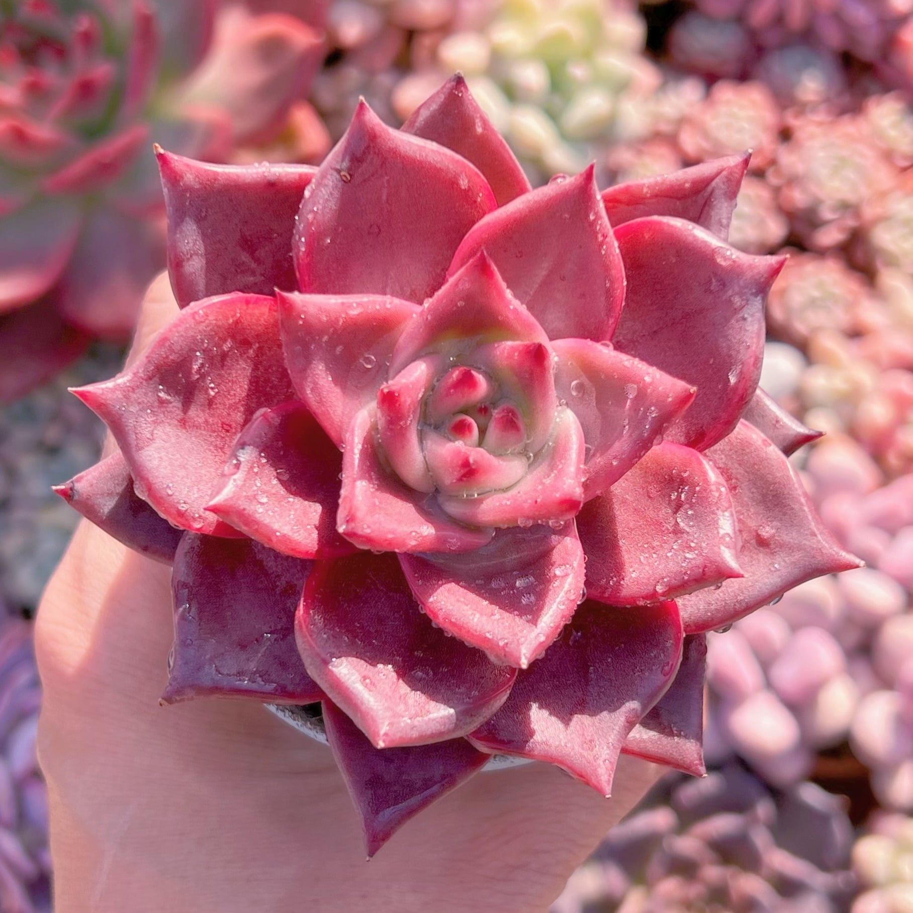 多肉植物 血羅(大) 新入荷 るる農園 | るる農園~多肉植物専門