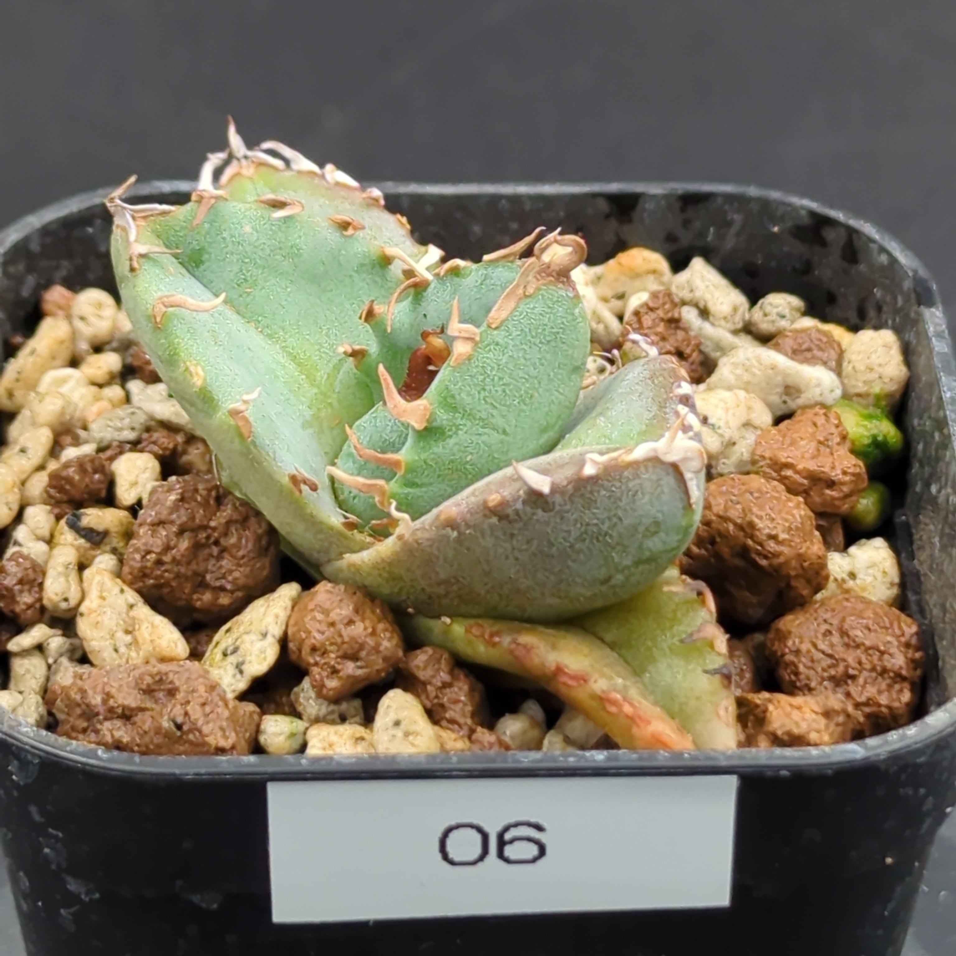 アガベ　チタノタ　子株 アガベ チタノタ 魔丸陽炎 子株（Agave titanota 'MAMARU KAGERO