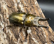 【F0】《ローゼンベルグオウゴンオニ 66mm ♀A'品ペア》