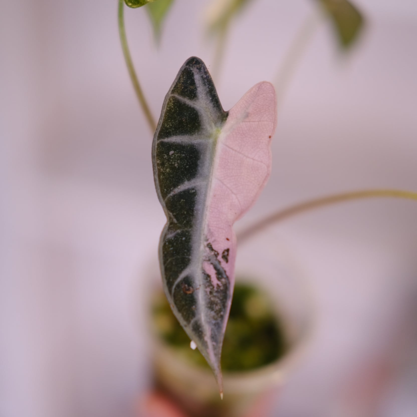 アロカシア ワトソニアナ ピンク H*I様 格安 アロカシア ワトソニアナ