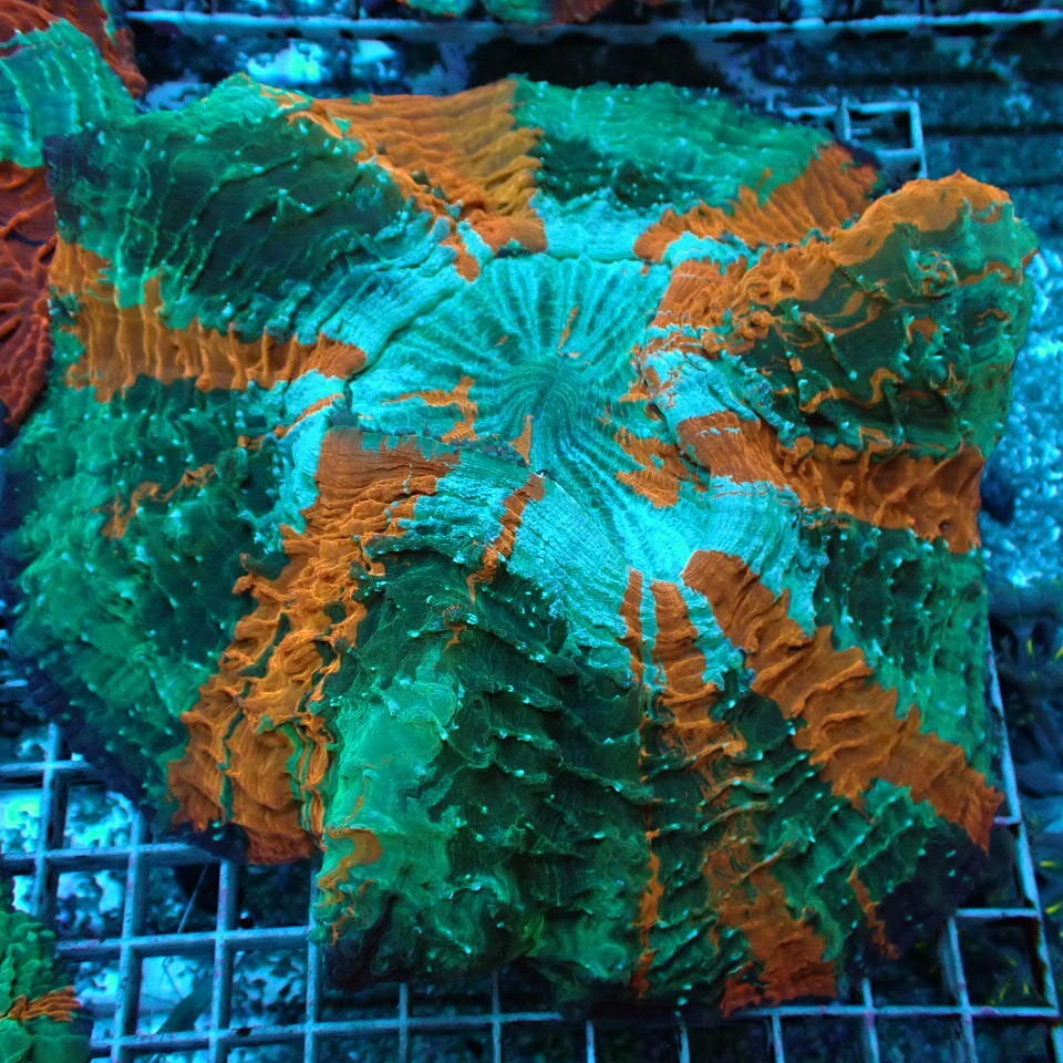 アザミハナガタサンゴ | HOUSE REEF(ハウスリーフ)サンゴ・海水魚