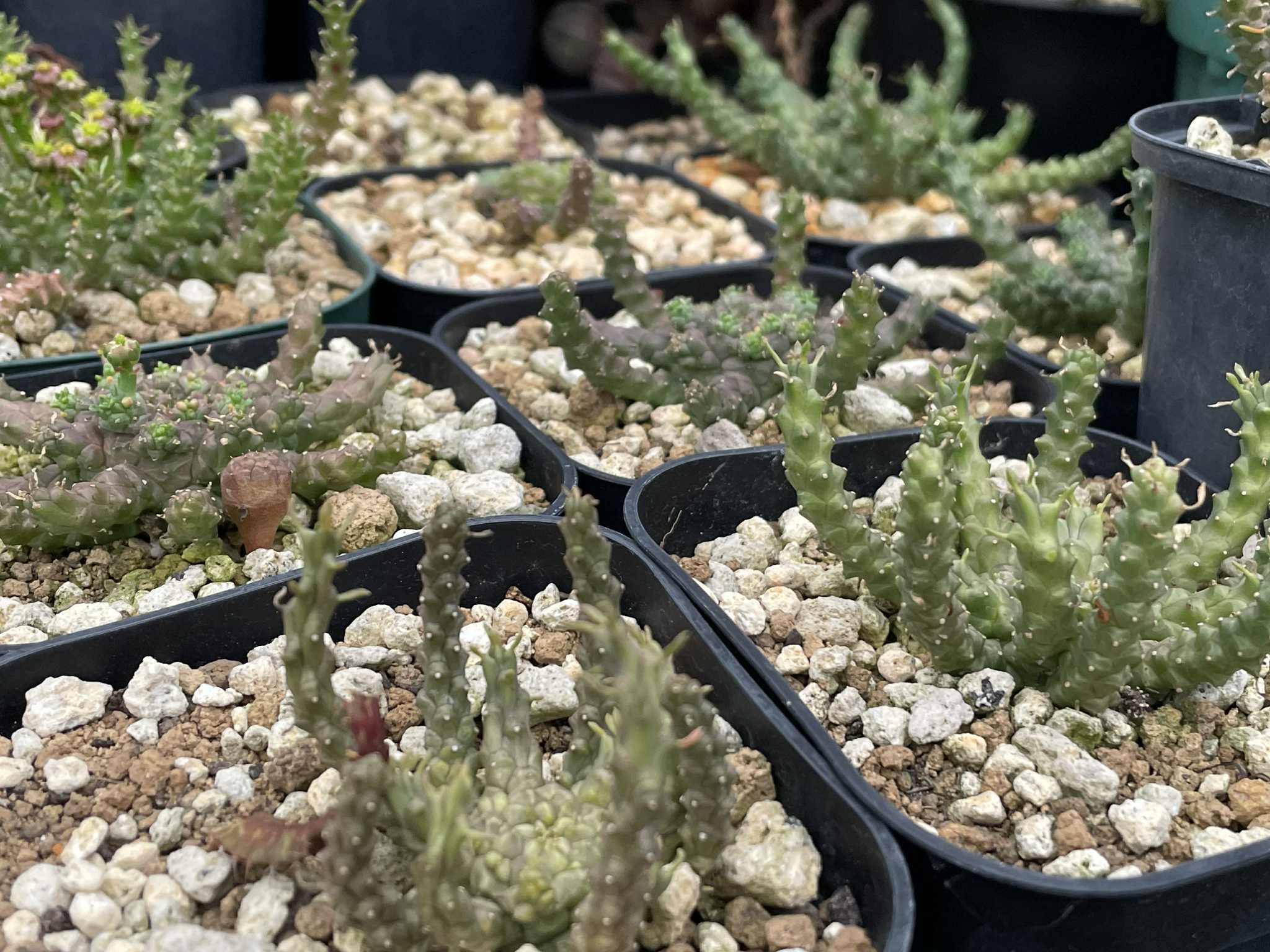 ユーフォルビア・ゴルゴニス｜Euphorbia gorgonis【種子5粒+α