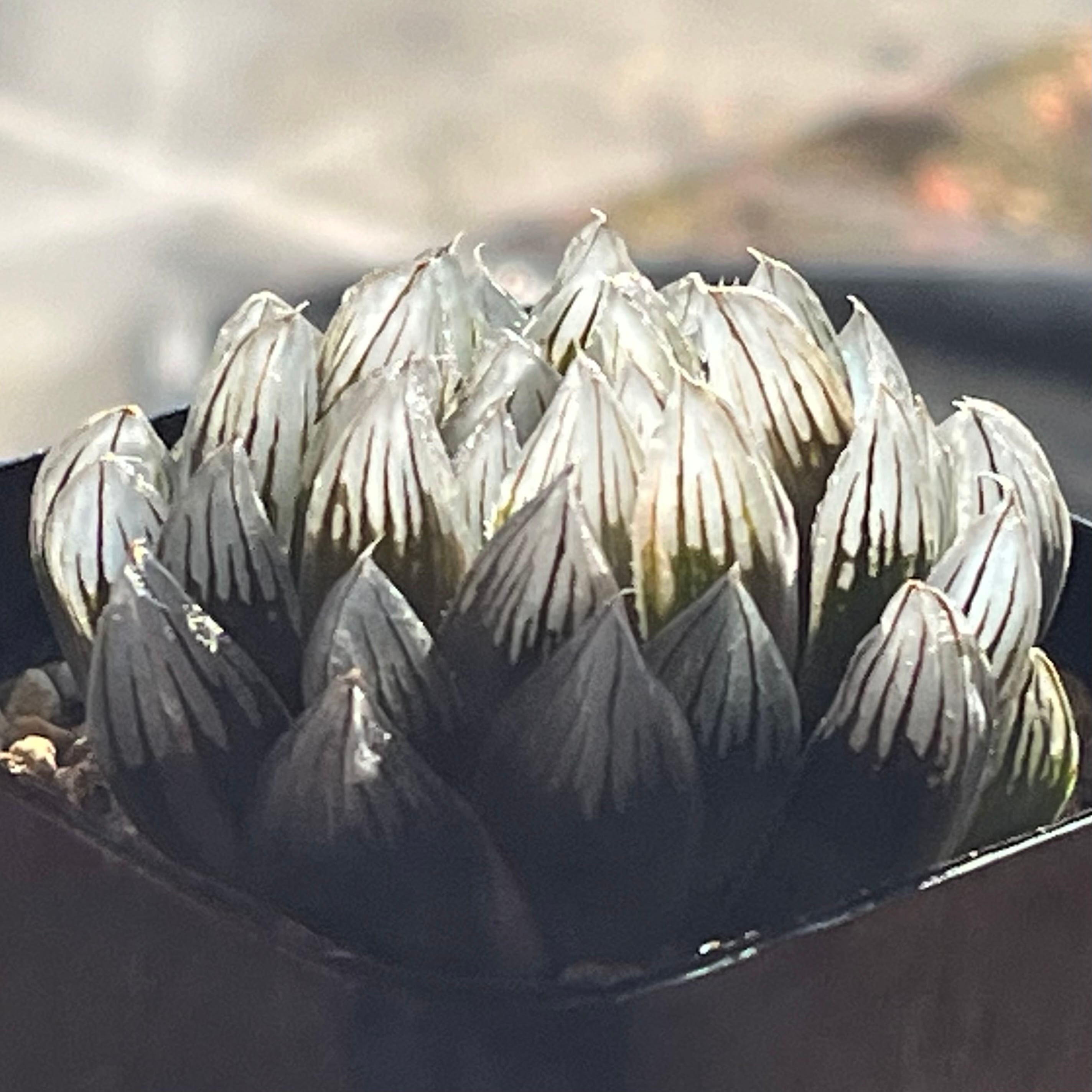 ハオルチア 黒玉露錦 霓虹灯 | mocono_plants