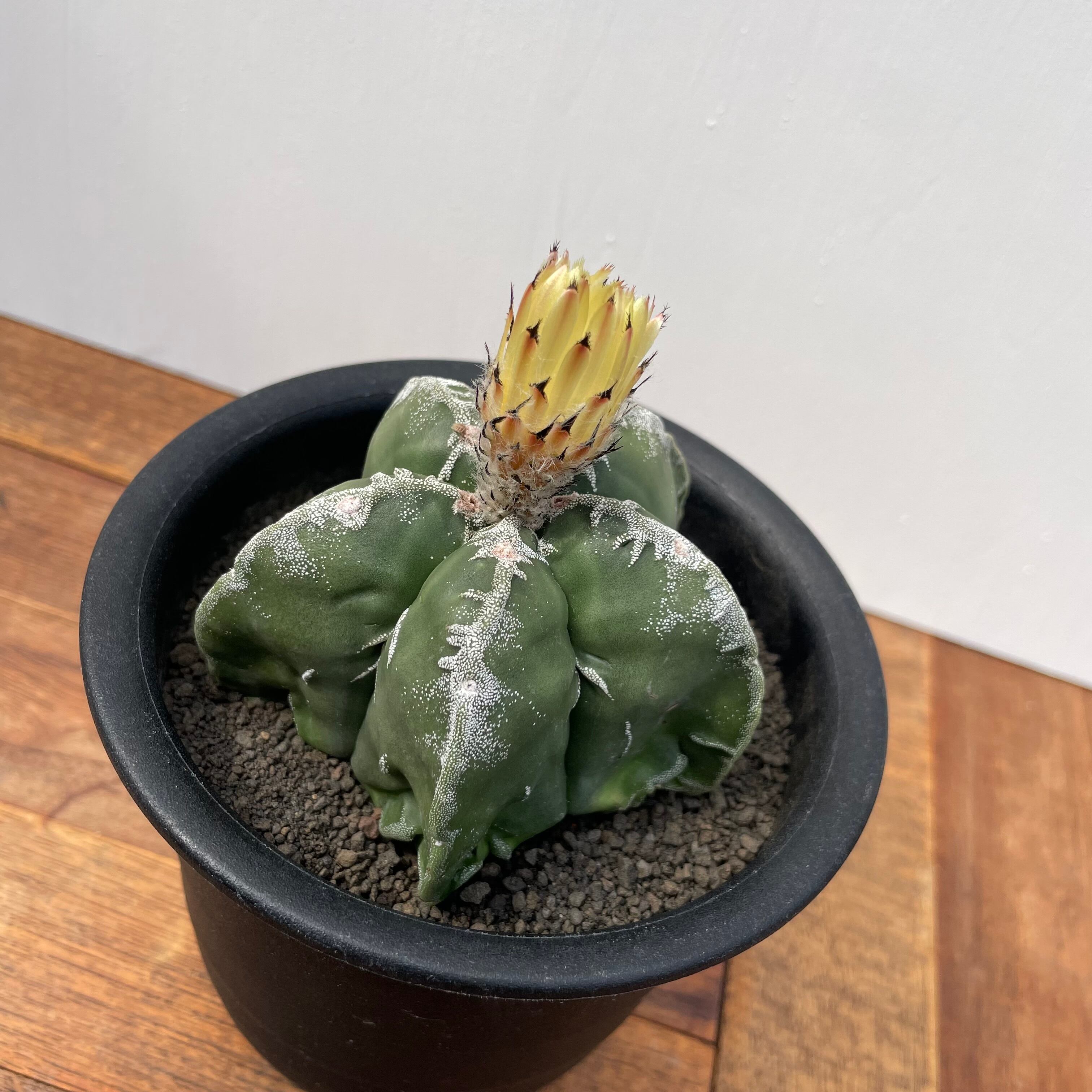 サボテン☆4：亀甲ランポー Astrophytum Succulent アストロフィツム