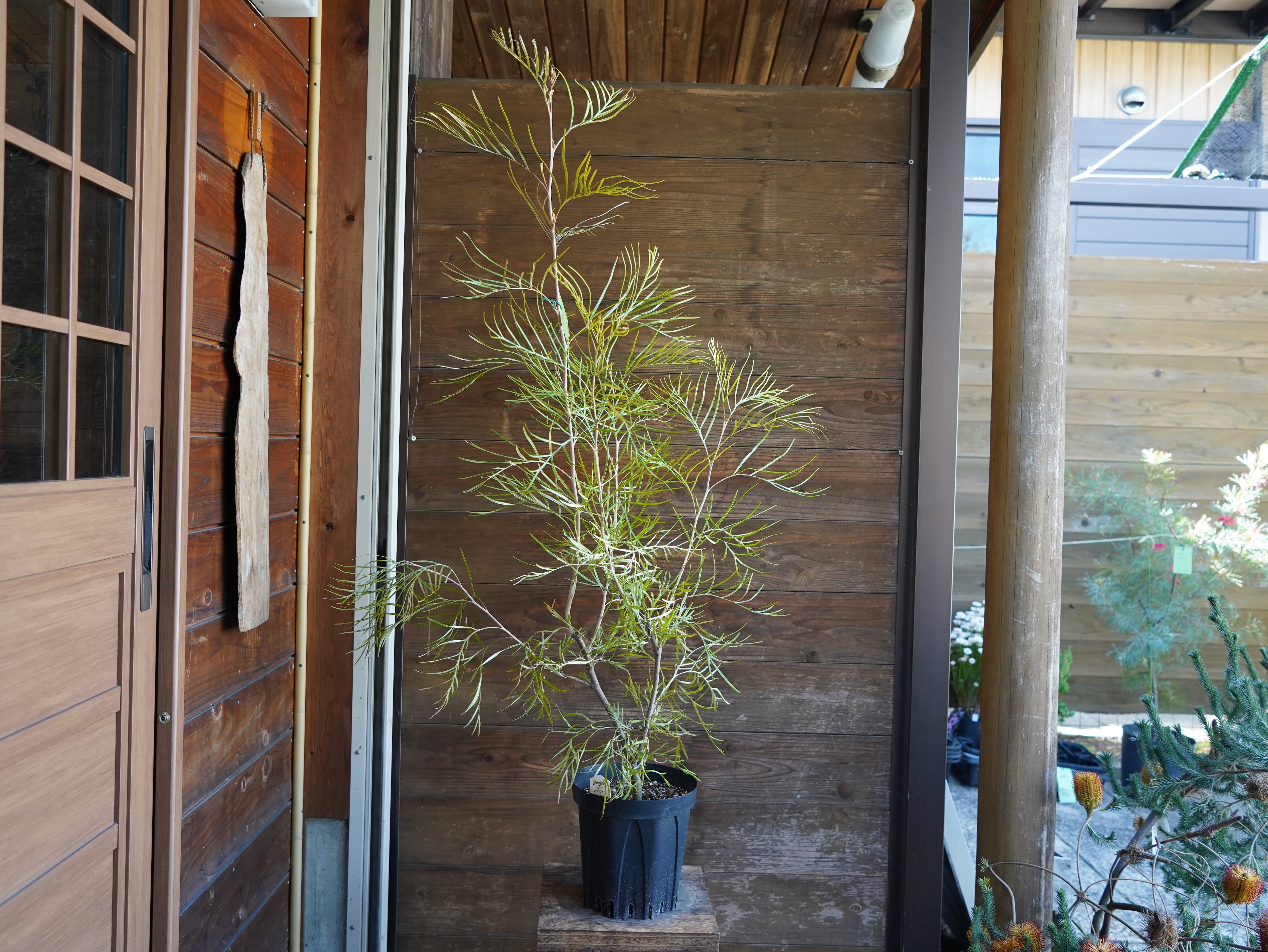 【現物】グレビレア　"ピンクサプライズ"