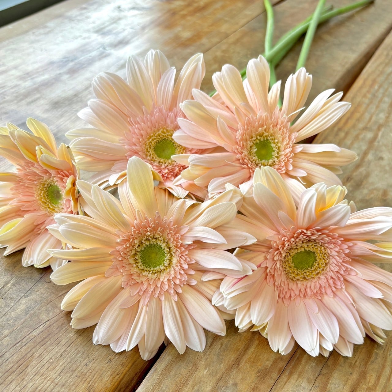 大輪ガーベラ ソープ 10本 | 新鮮お花問屋 Jp-Farmers.com