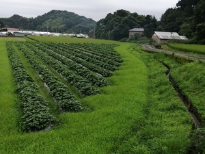 寒露のよりこんぼセット