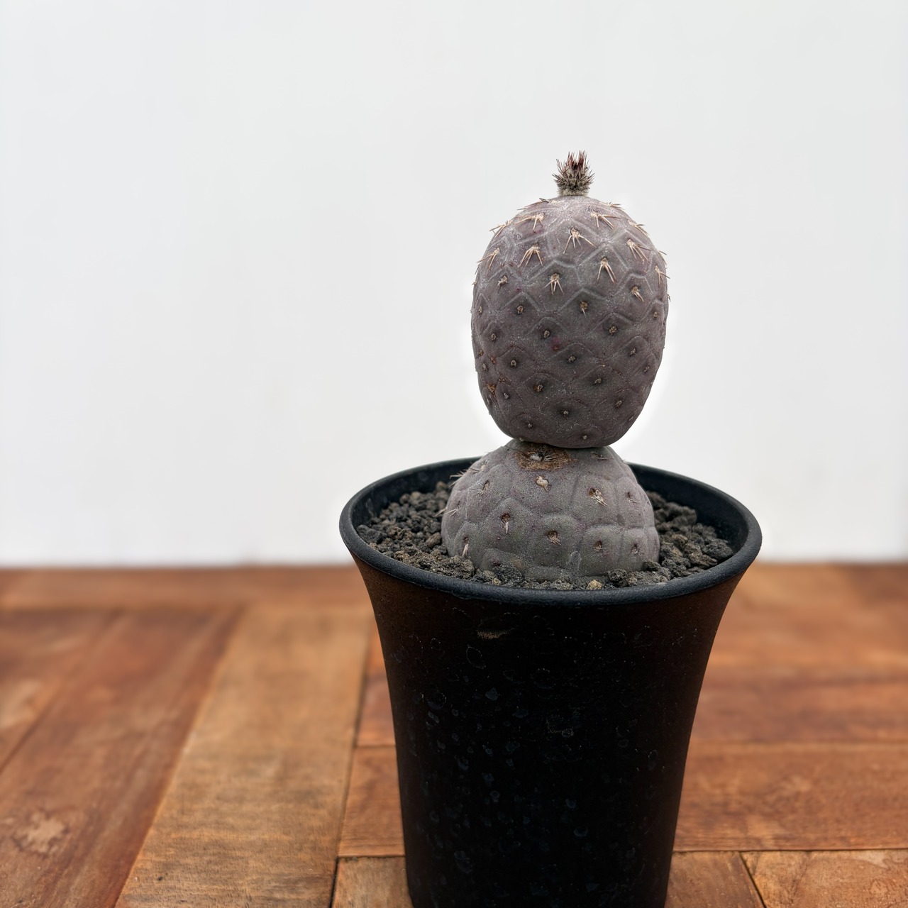 Tephrocactus geometricus【テフロカクタス・ゲオメトリクス】